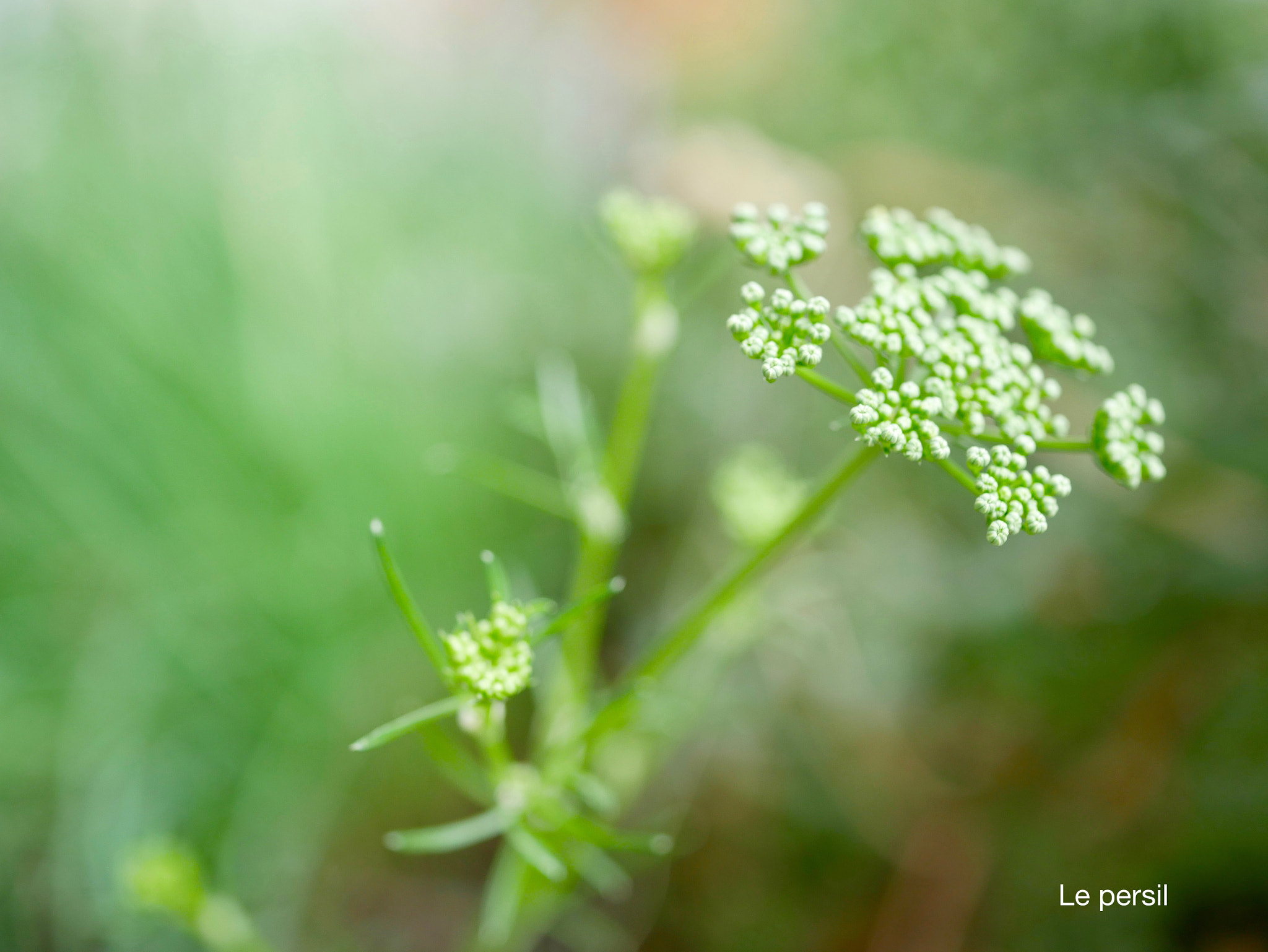Panasonic Lumix G Macro 30mm F2.8 ASPH Mega OIS sample photo. Le persil photography