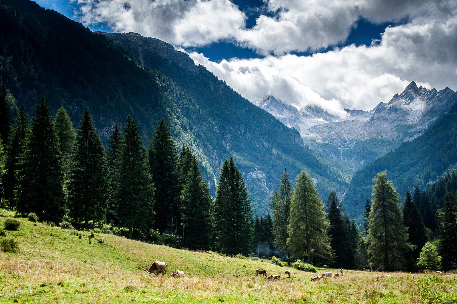 Sigma 17-70mm F2.8-4 DC Macro OS HSM sample photo. Val dipiana, trentino photography