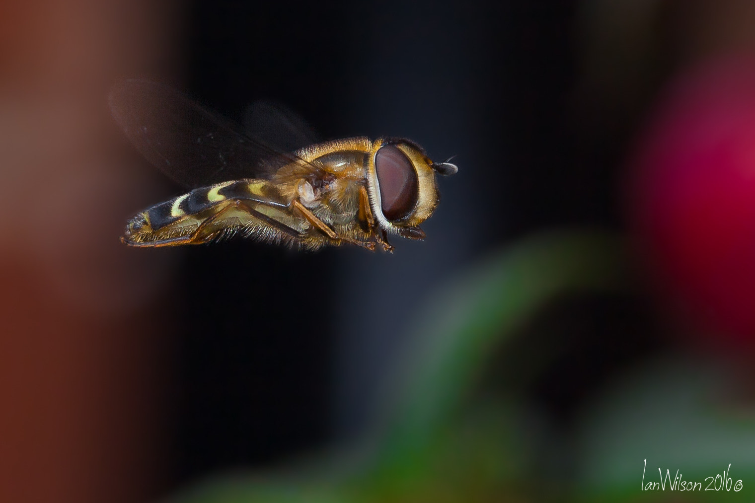 Canon EOS 5D Mark II + Sigma 105mm F2.8 EX DG OS HSM sample photo. Hover fly photography