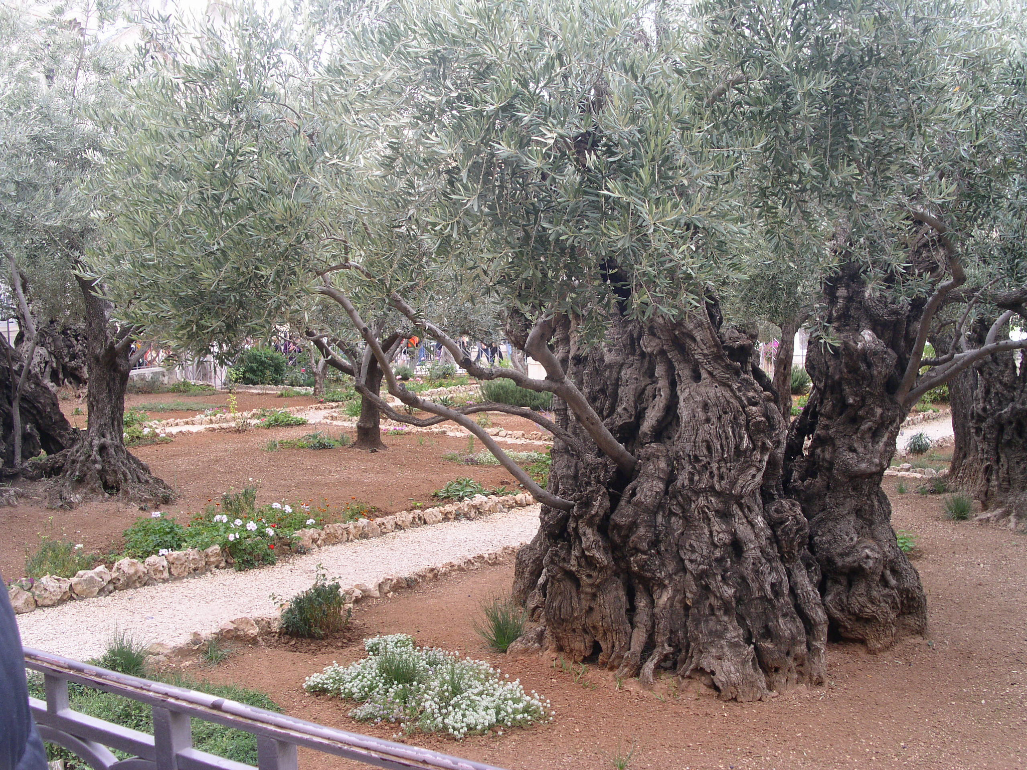 KONICA MINOLTA DiMAGE F300 sample photo. Old olive trees in garden of gethsemane photography