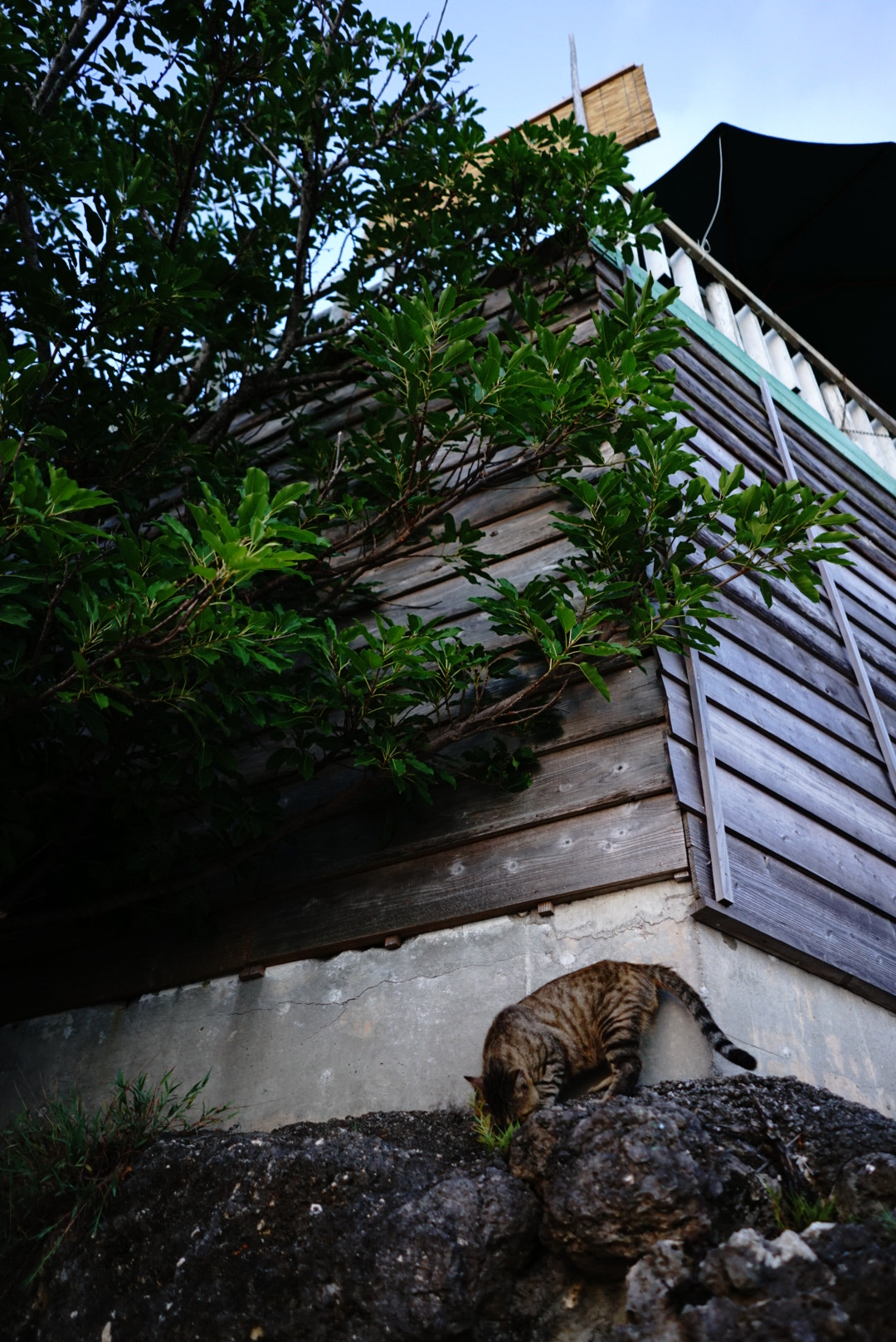 Sony a7 II + Sony FE 28mm F2 sample photo. Cat photography