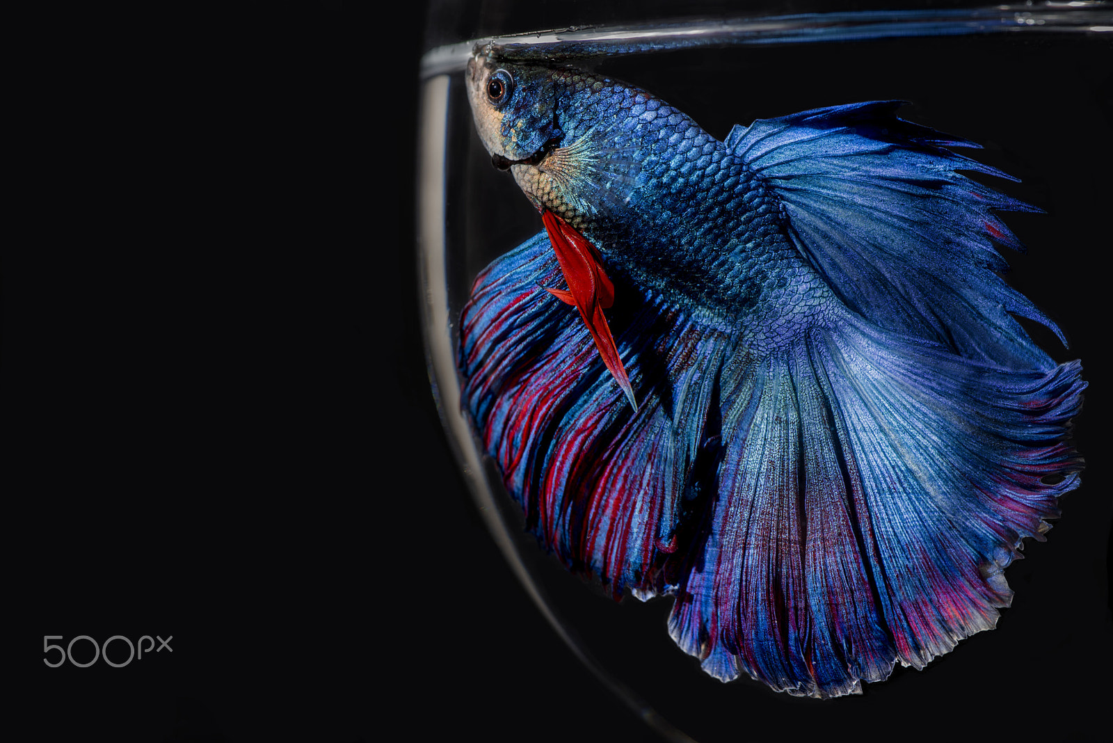 Nikon D750 + Tokina AT-X Pro 100mm F2.8 Macro sample photo. Betta fish : red blue halfmoon 2 photography