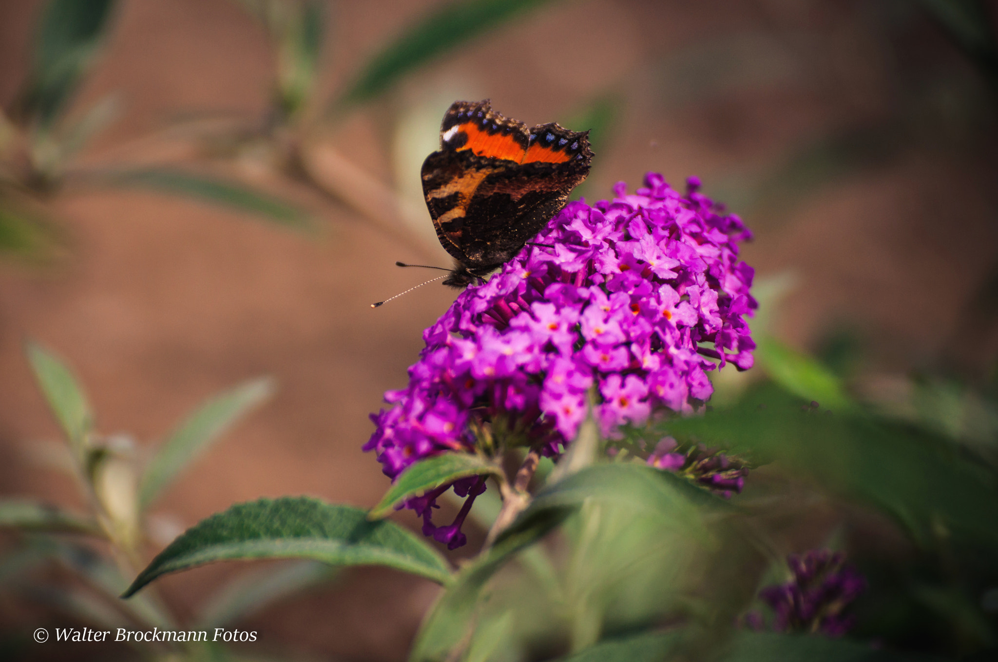 Nikon D5000 + Tamron SP 70-300mm F4-5.6 Di VC USD sample photo. Kleiner fuchs/butterfly/schmetterling photography