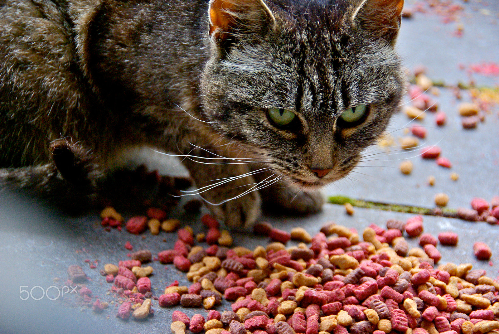 Pentax K10D sample photo. Cat food photography