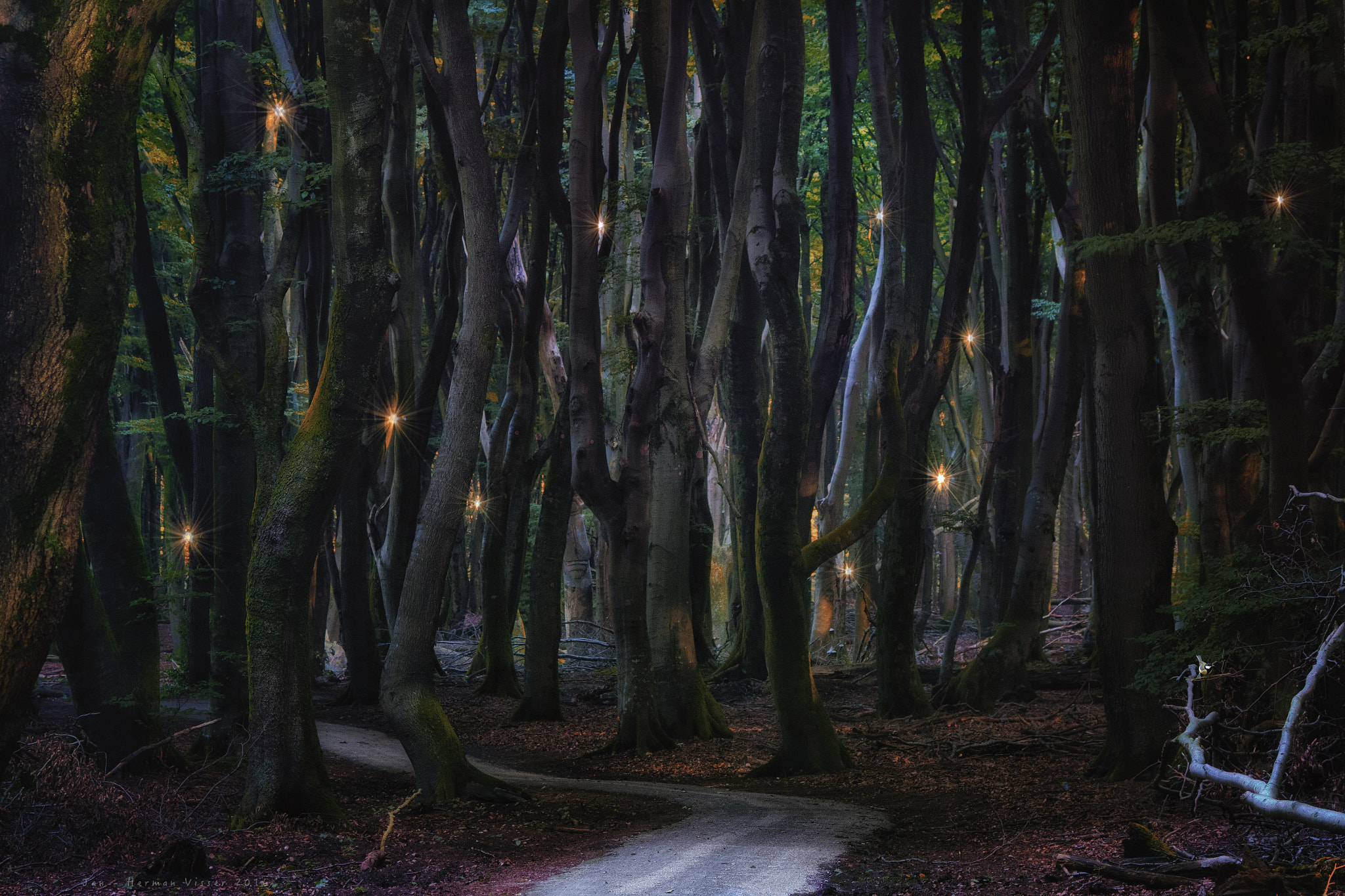 Canon EOS 50D + Canon EF 50-200mm f/3.5-4.5 sample photo. Twinkels in the woods... photography