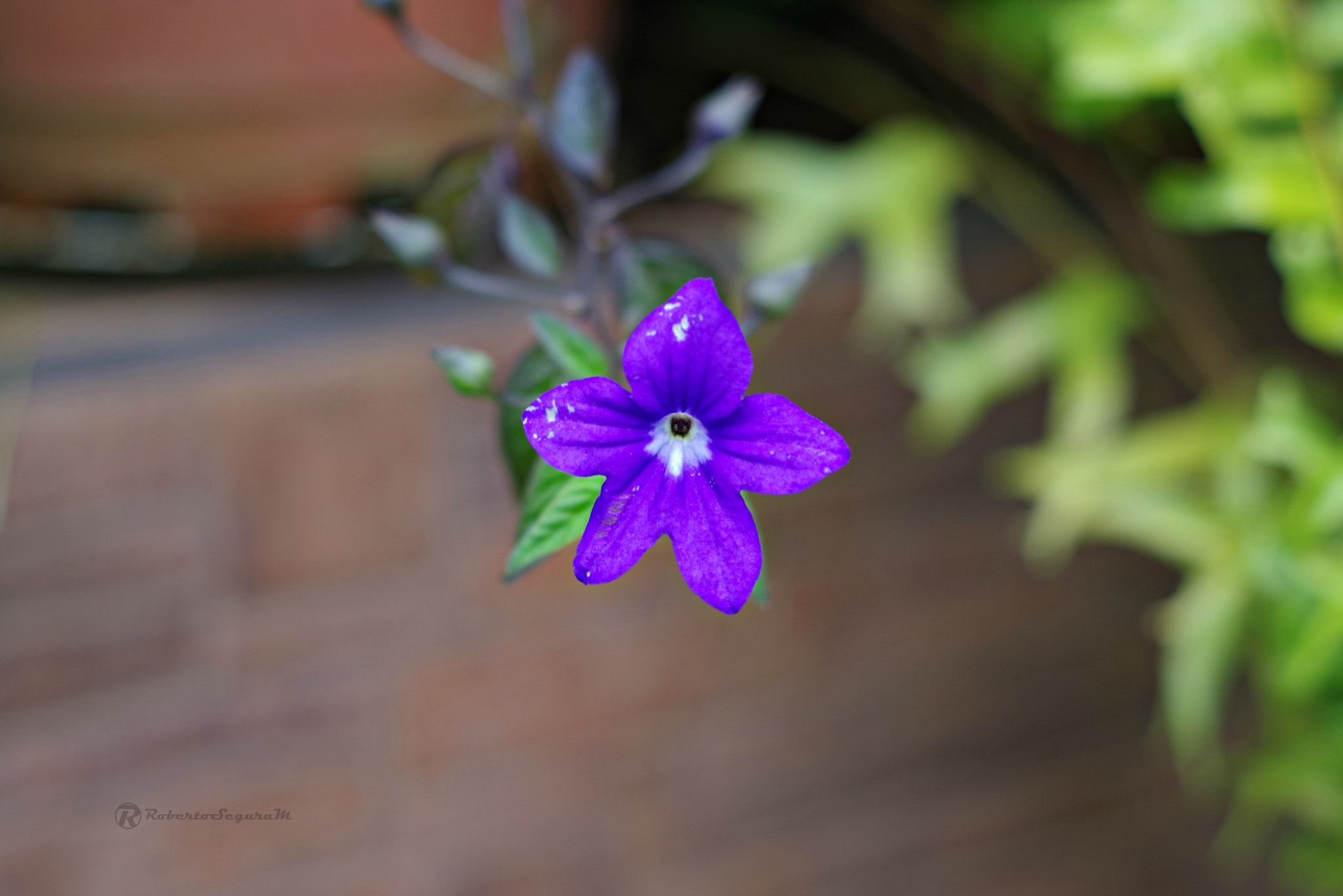 Pentax K-S2 + Pentax smc DA 50mm F1.8 sample photo. Del jardin de mi suegra photography