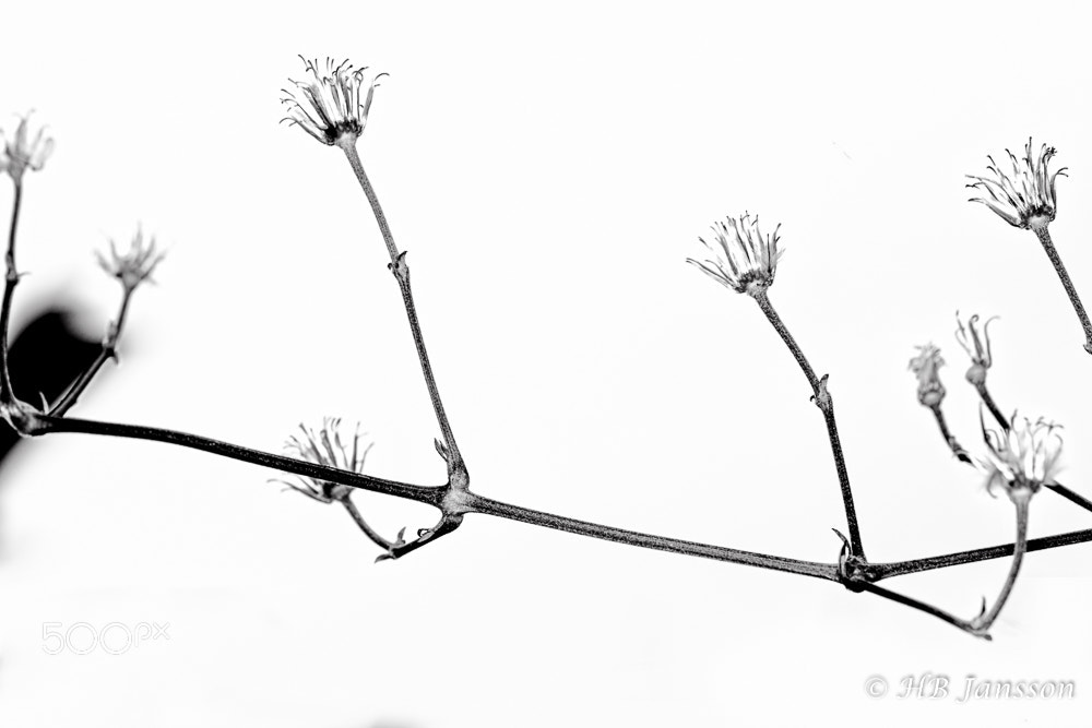 Canon EF 100mm F2.8L Macro IS USM sample photo. Silhouette photography