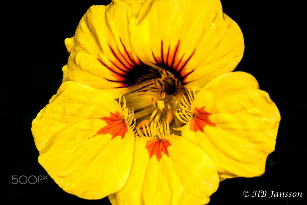 Canon EF 100mm F2.8L Macro IS USM sample photo. Cress photography