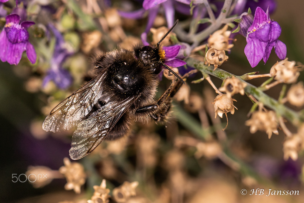 Canon EF 100mm F2.8L Macro IS USM sample photo. Bumble bee photography