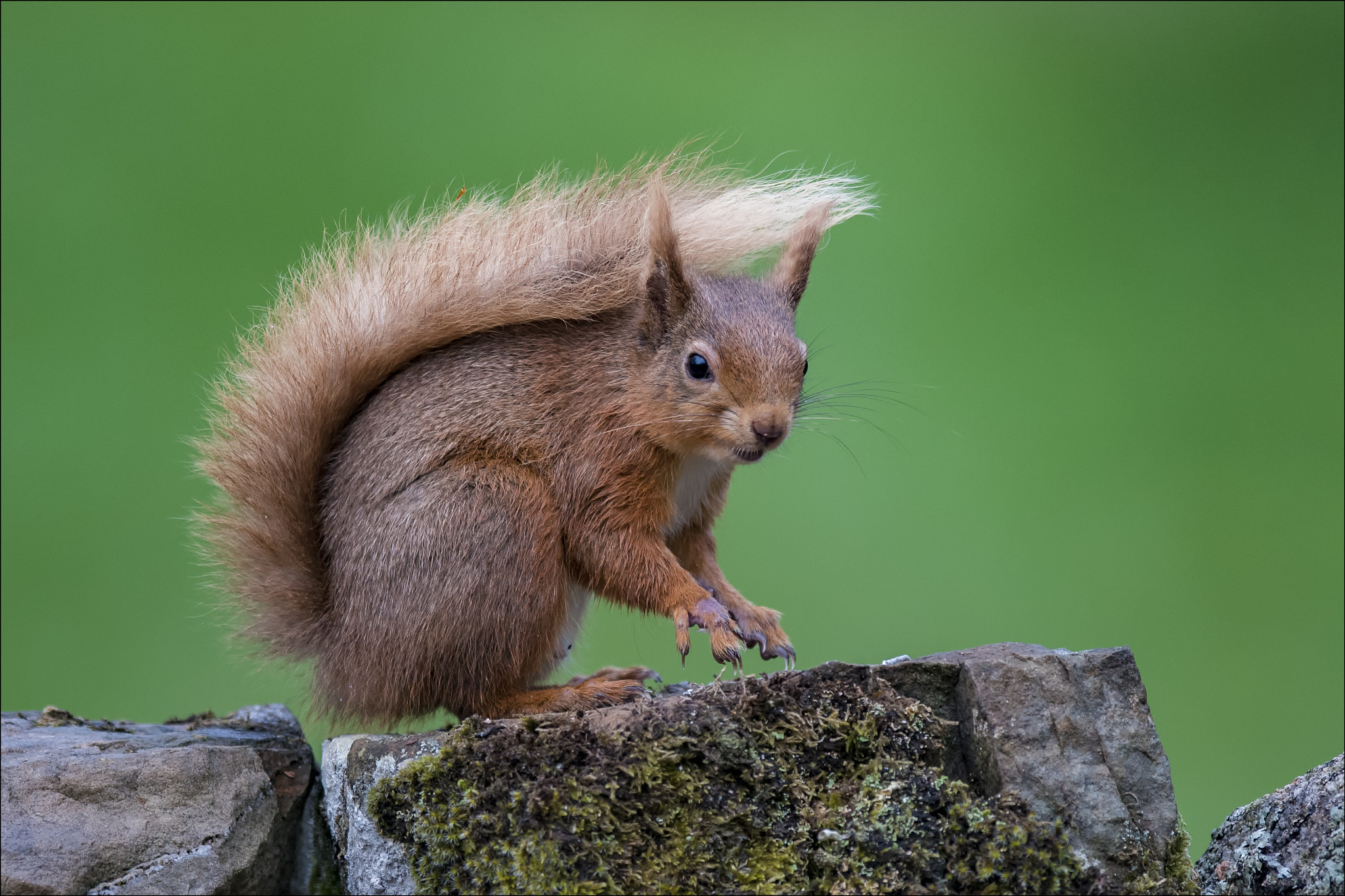 Nikon D810 + Nikon AF-S Nikkor 400mm F2.8G ED VR II sample photo. Red squirrel photography