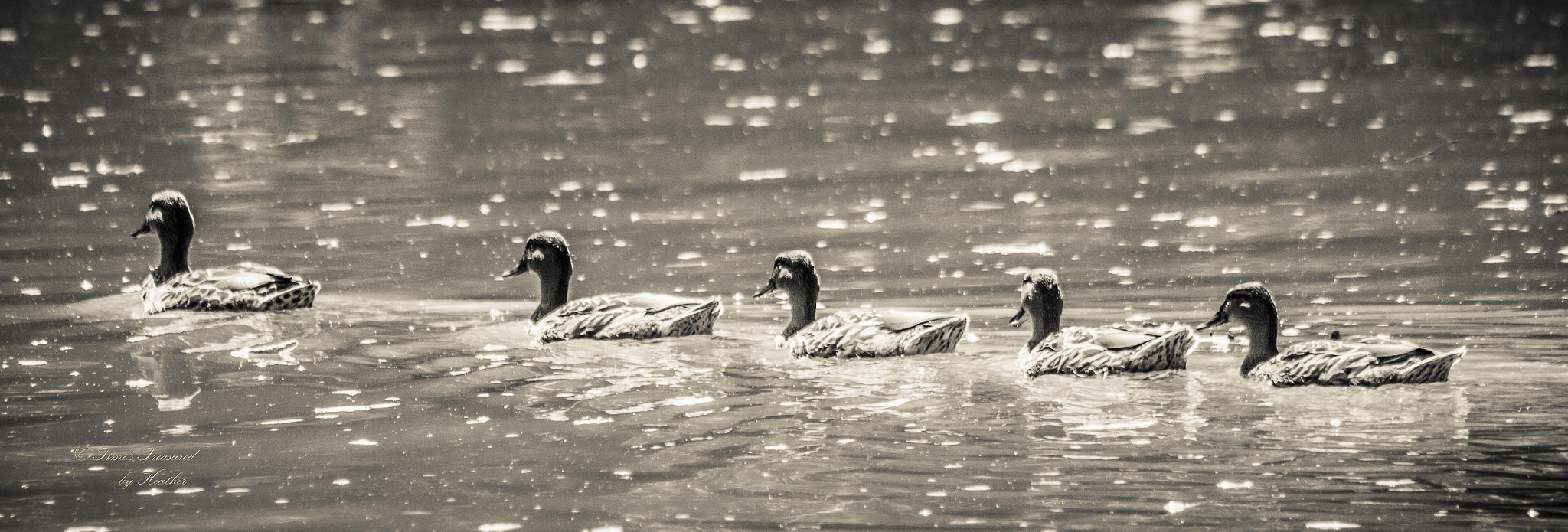 Canon EF 75-300mm f/4-5.6 USM sample photo. Best when all the ducks line up in a neat little r ... photography