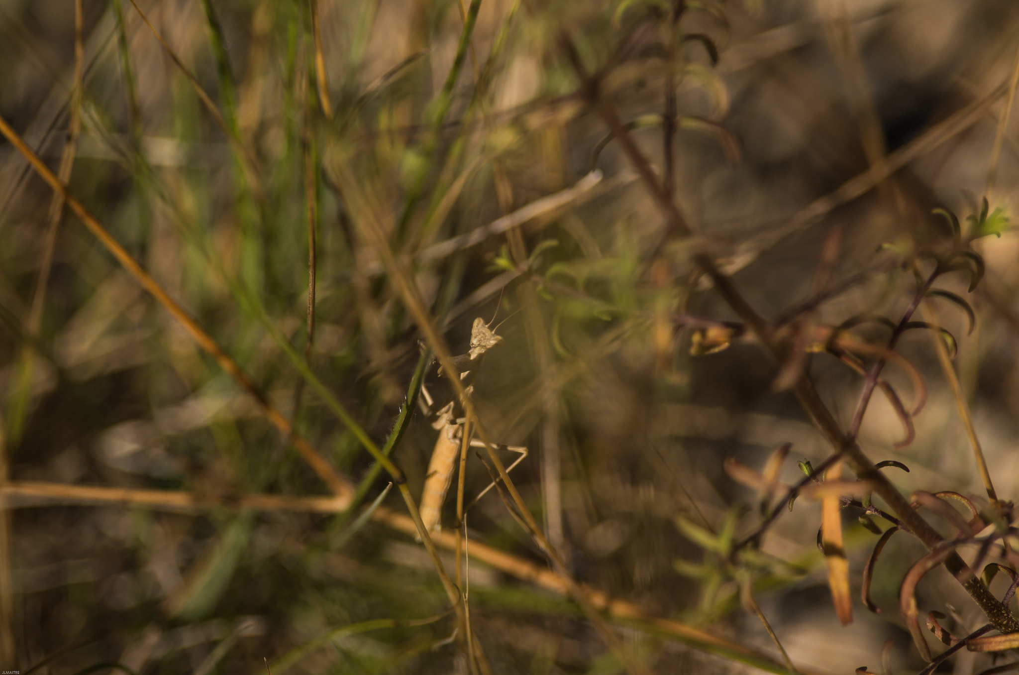 Pentax smc DA* 300mm F4.0 ED (IF) SDM sample photo. The mantis's jungle photography
