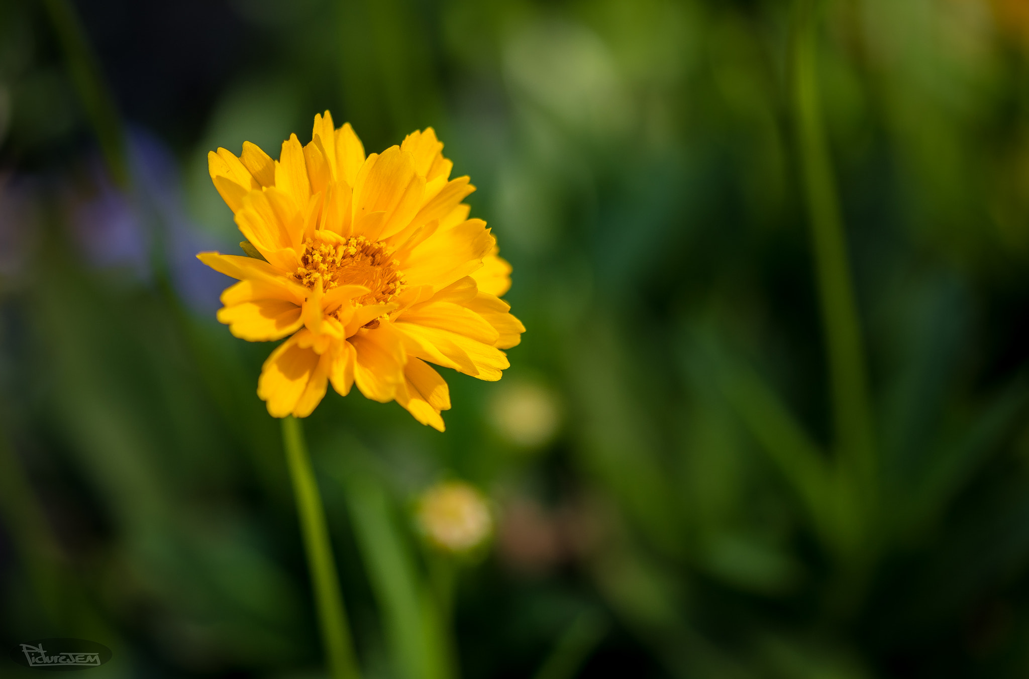 Sigma 105mm F2.8 EX DG OS HSM sample photo. Flor photography