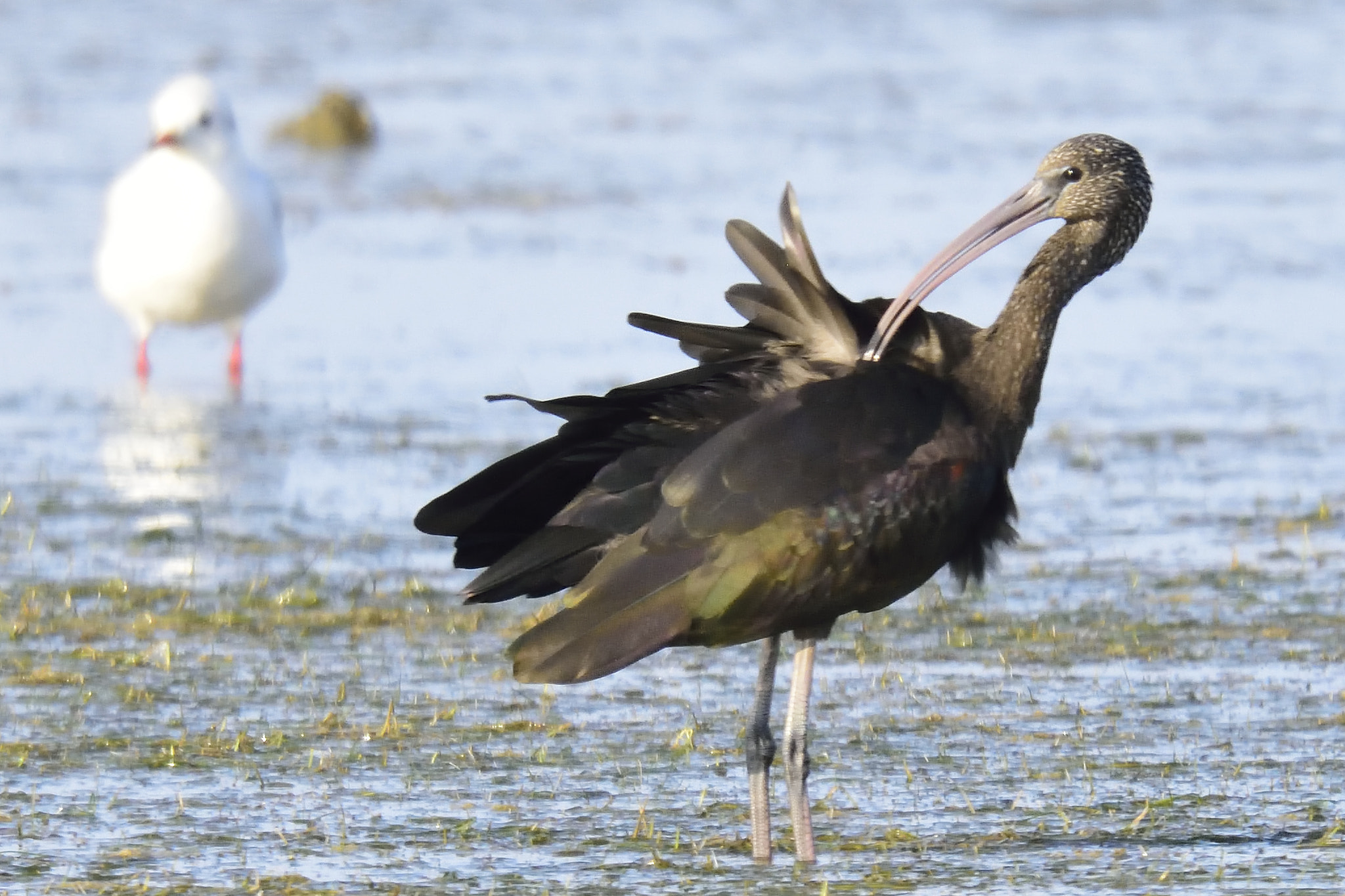 Sigma 150-600mm F5-6.3 DG OS HSM | S sample photo. Dsc photography