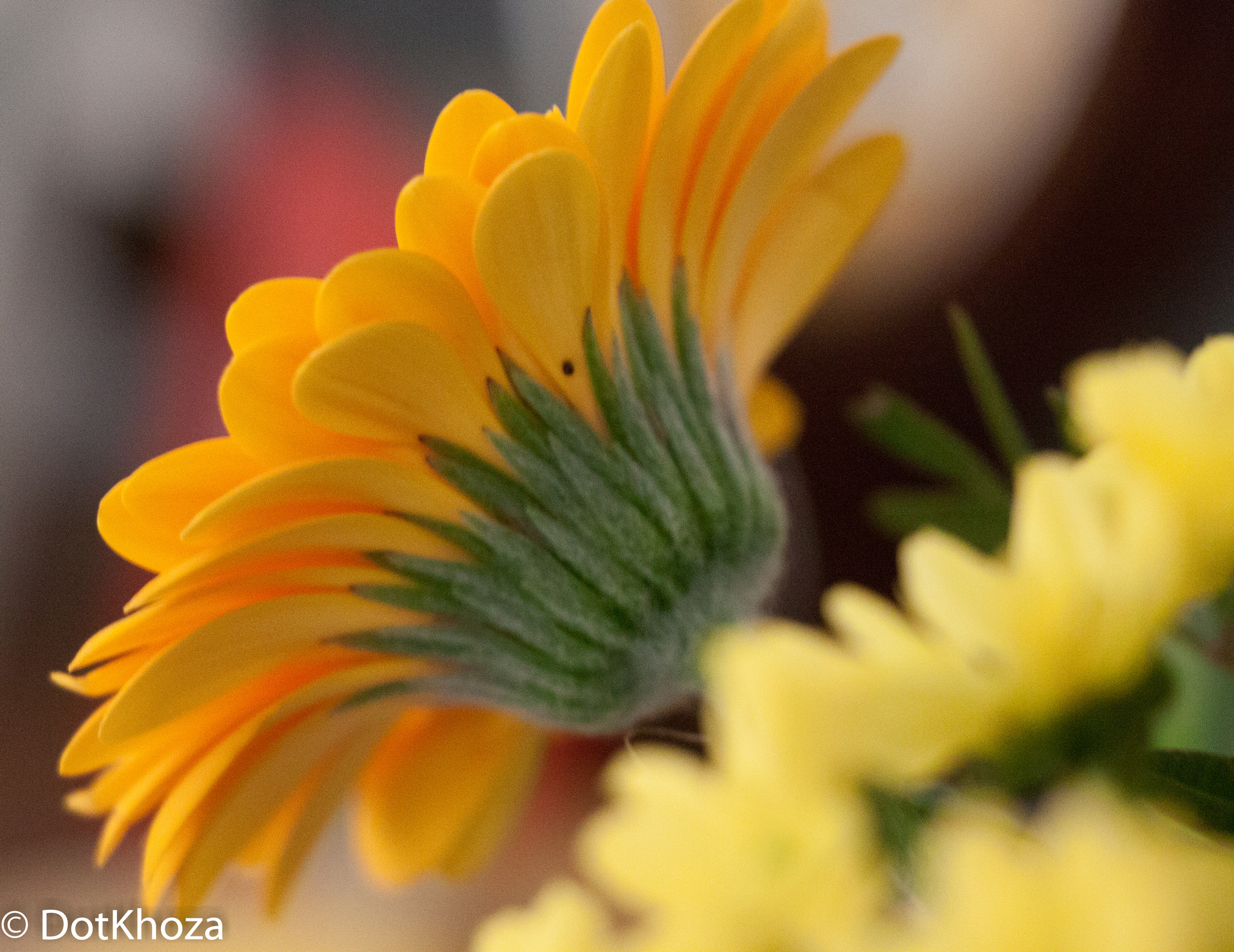 Canon EOS 500D (EOS Rebel T1i / EOS Kiss X3) sample photo. Flowers photography