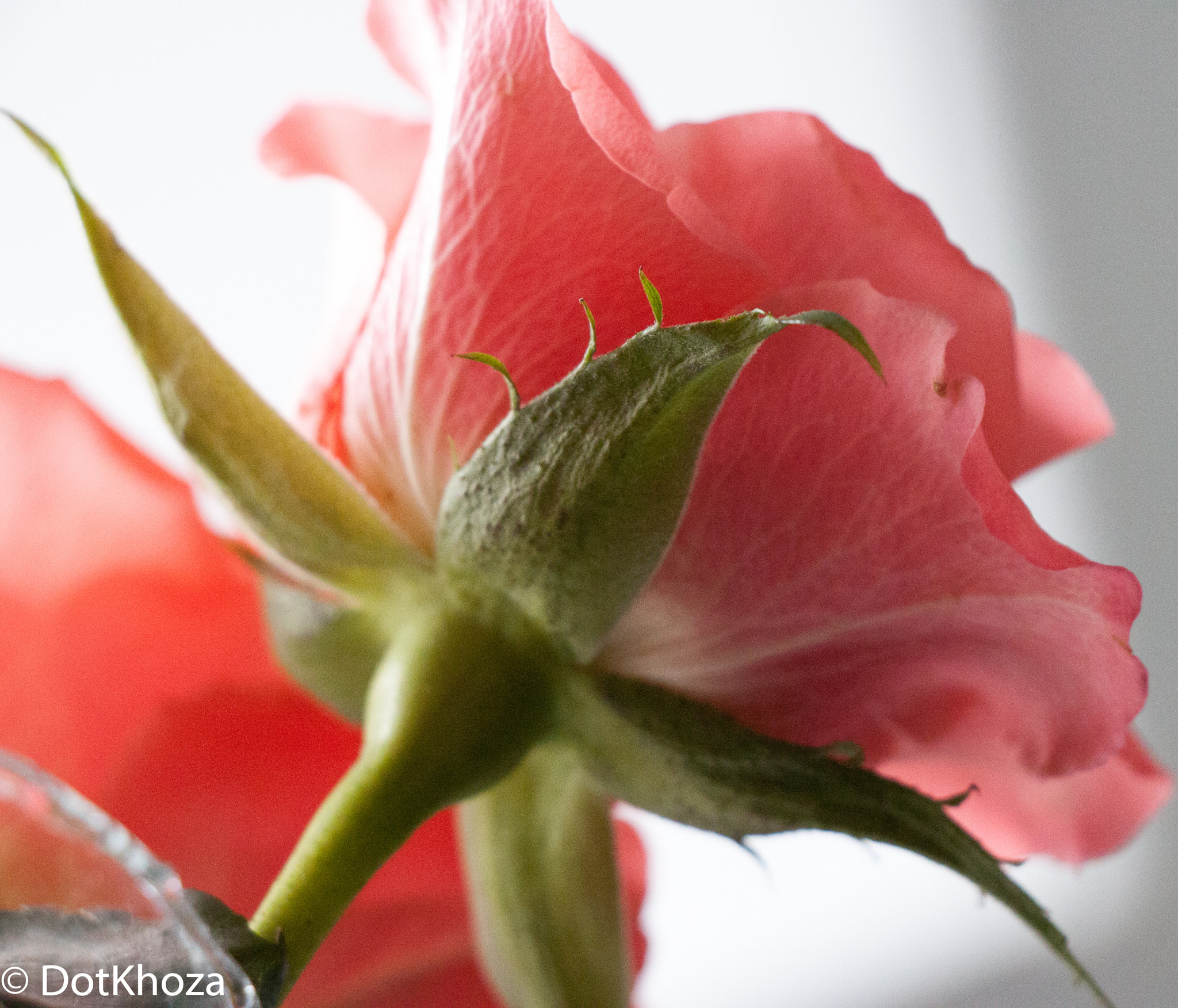 Canon EOS 500D (EOS Rebel T1i / EOS Kiss X3) sample photo. Flowers photography