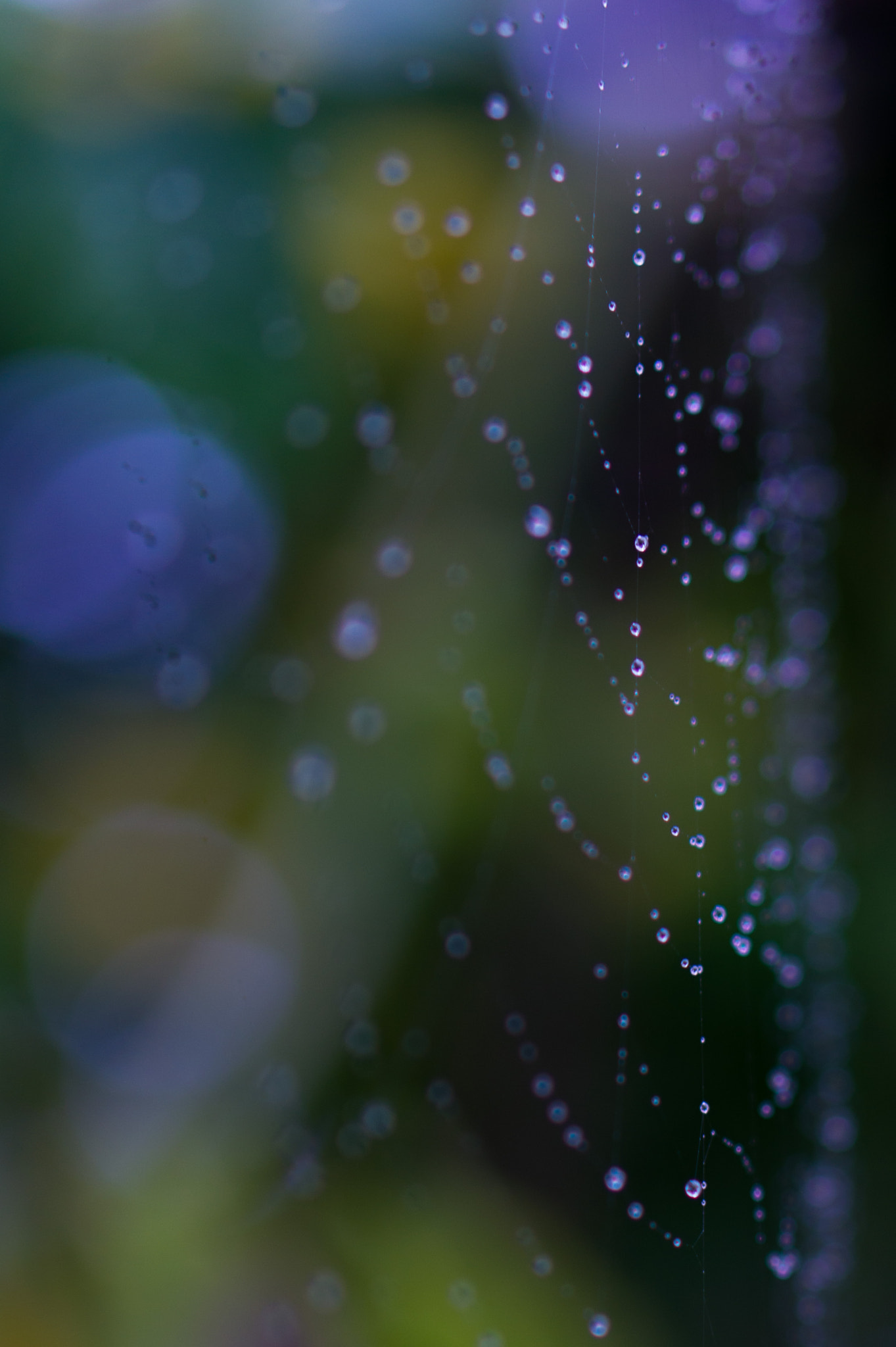 E 50mm F1.8 OSS sample photo. Spiderweb photography