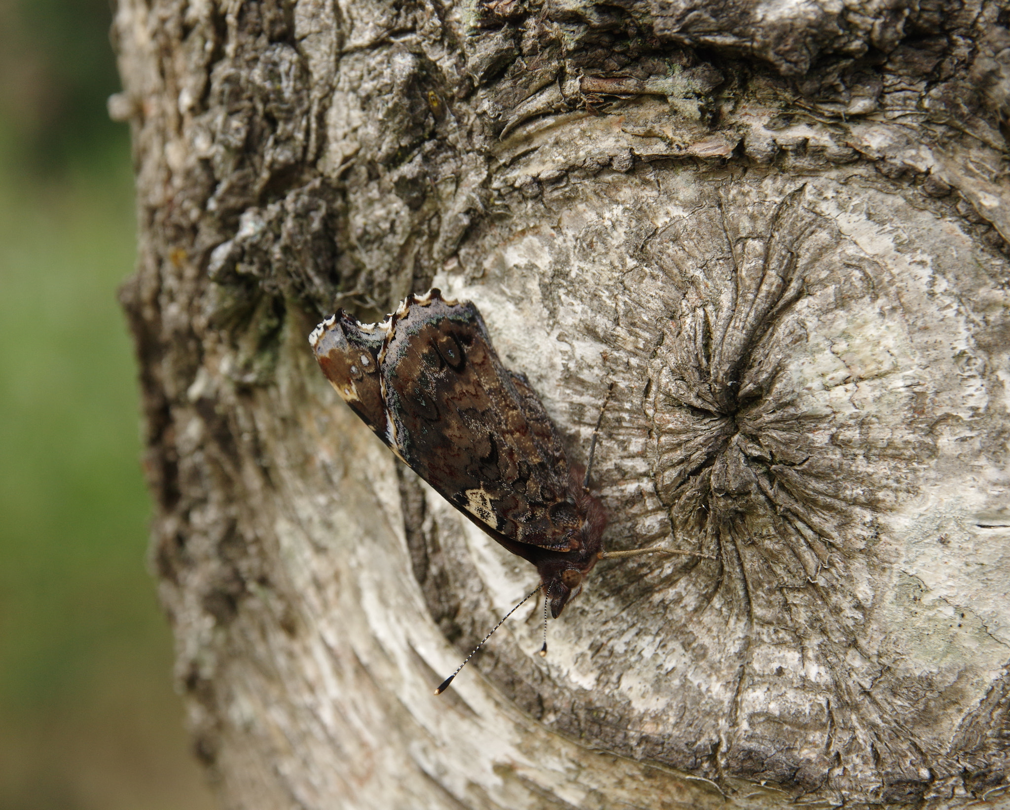 Sigma 17-70mm F2.8-4 DC Macro HSM | C sample photo. Butterfly photography