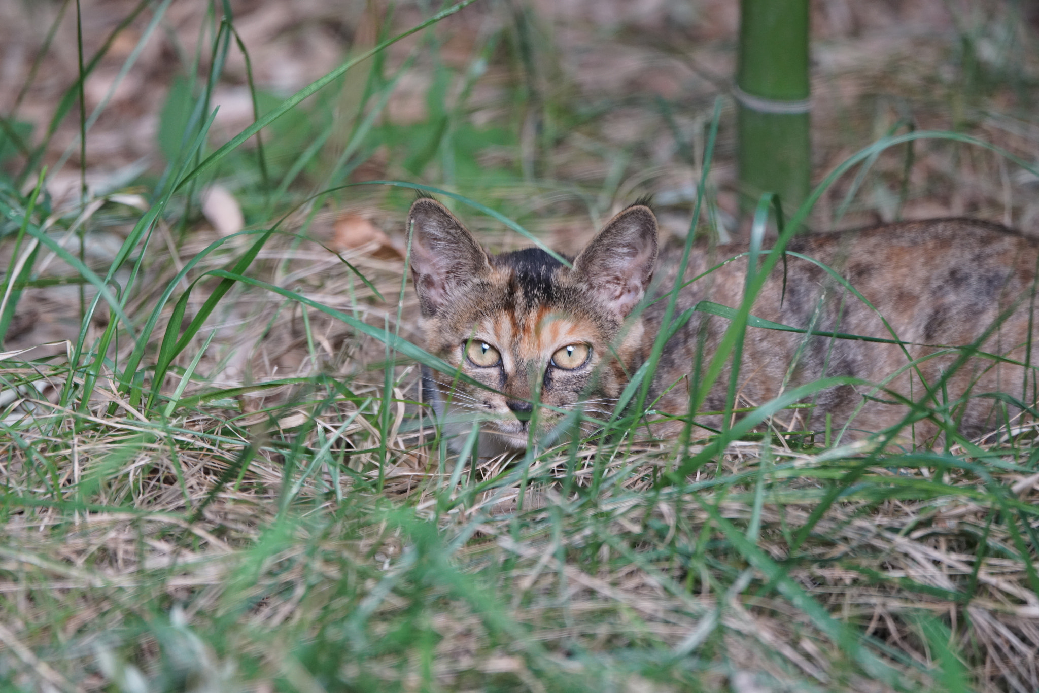 Sony 70-400mm F4-5.6 G SSM II sample photo