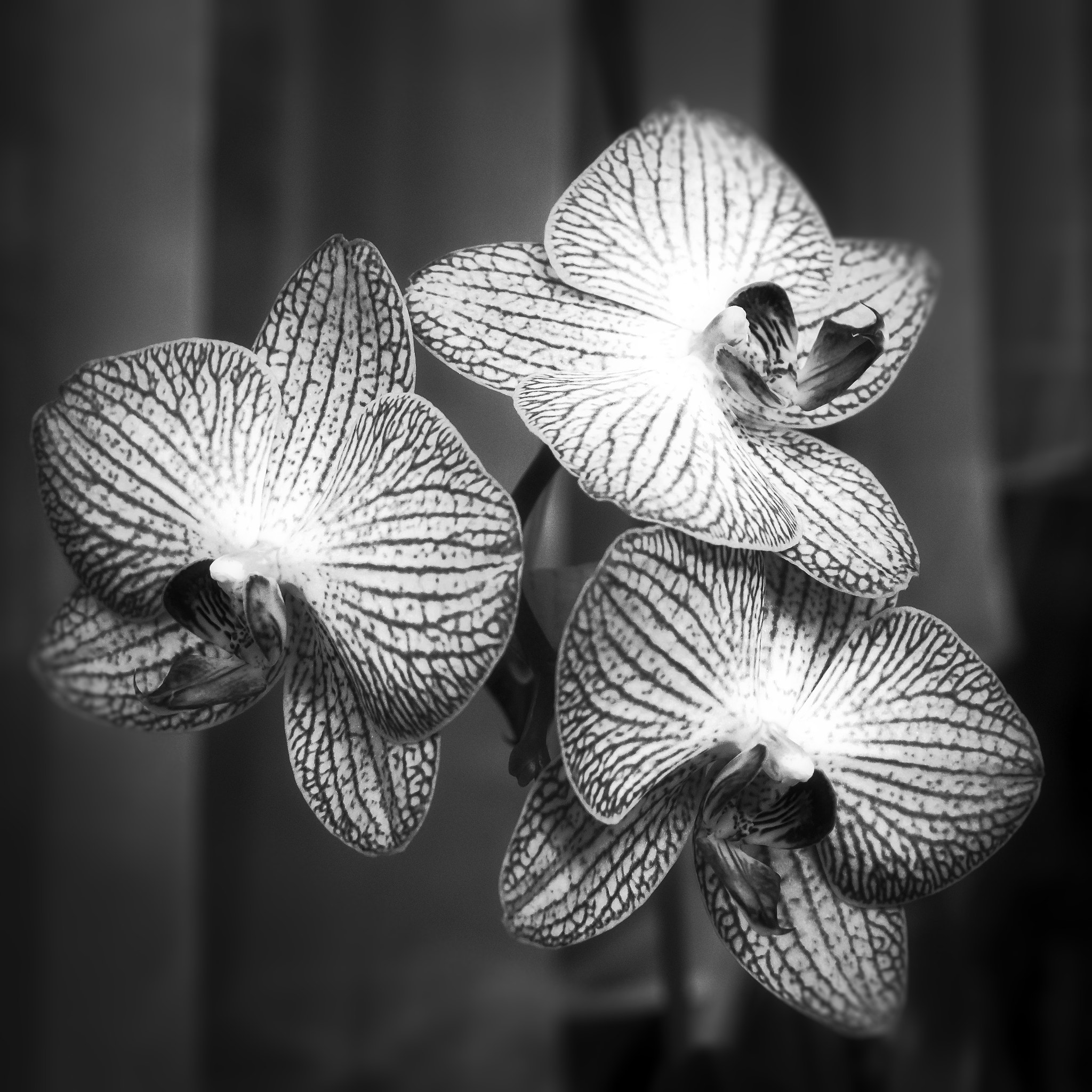 Minolta AF 17-35mm F2.8-4 (D) sample photo. Orchid photography