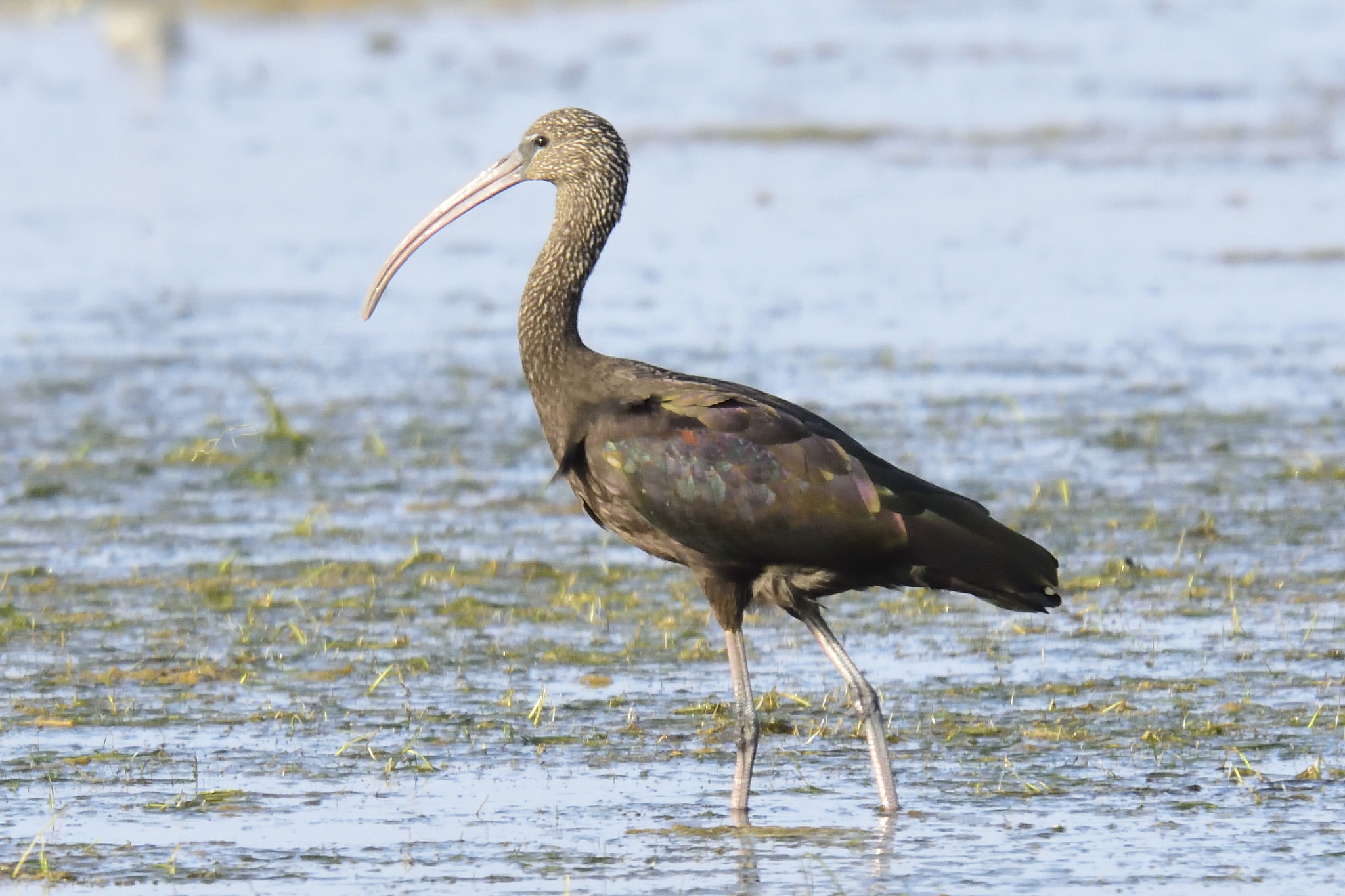 Sigma 150-600mm F5-6.3 DG OS HSM | S sample photo. Dsc photography