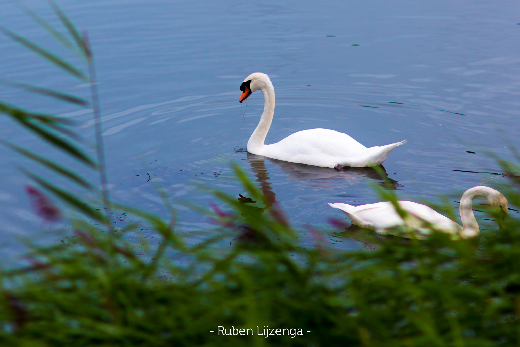 Sigma 85mm F1.4 EX DG HSM sample photo. The beauty of a swan photography