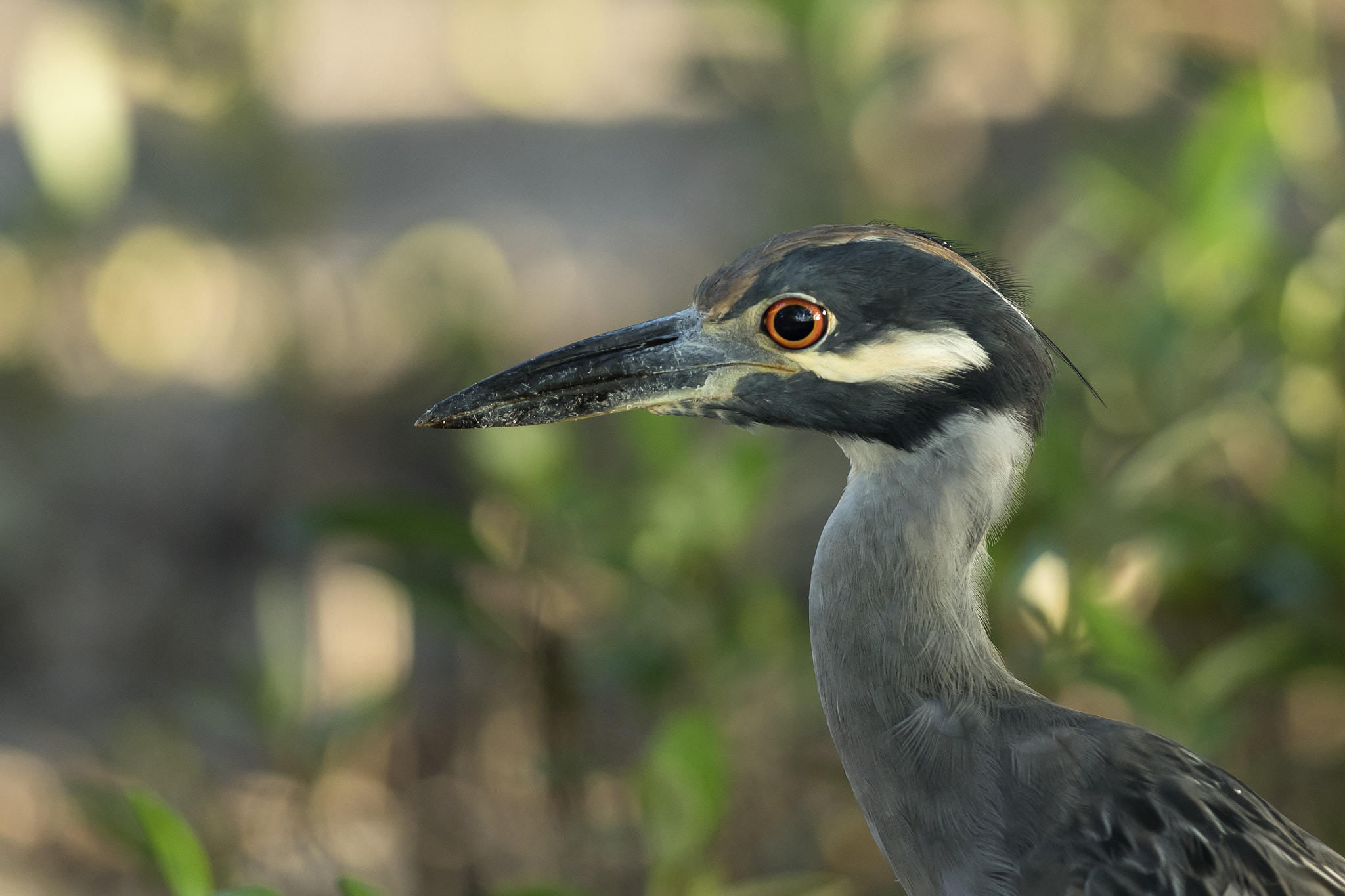 Canon EF 300mm F2.8L IS II USM sample photo. Yellow crowned night heron photography