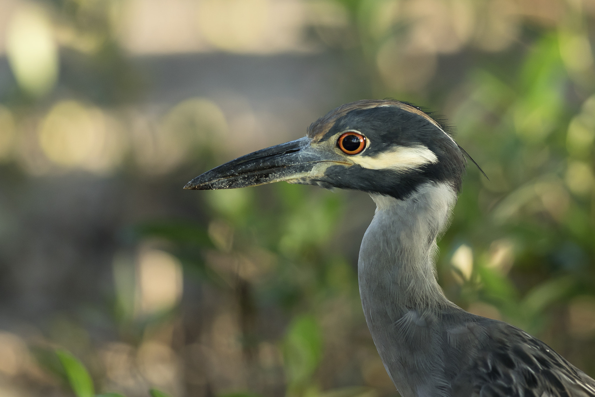 Canon EOS 7D Mark II + Canon EF 300mm F2.8L IS II USM sample photo. Yellow crowned night heron photography