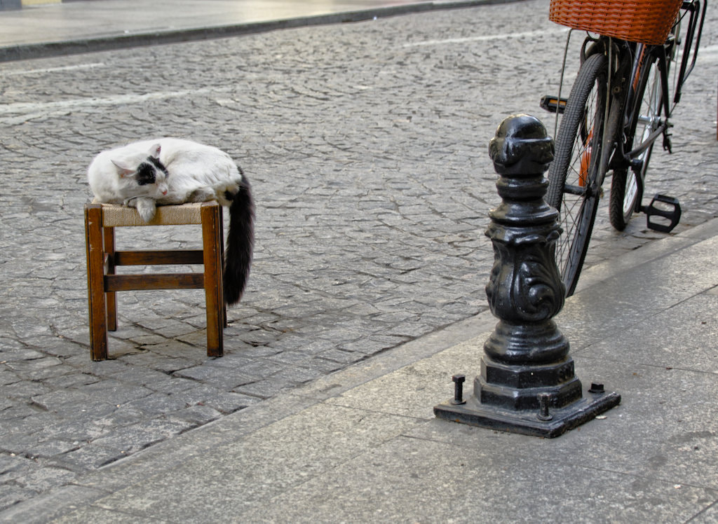 Tamron 14-150mm F3.5-5.8 Di III sample photo. Catlife in istanbul photography