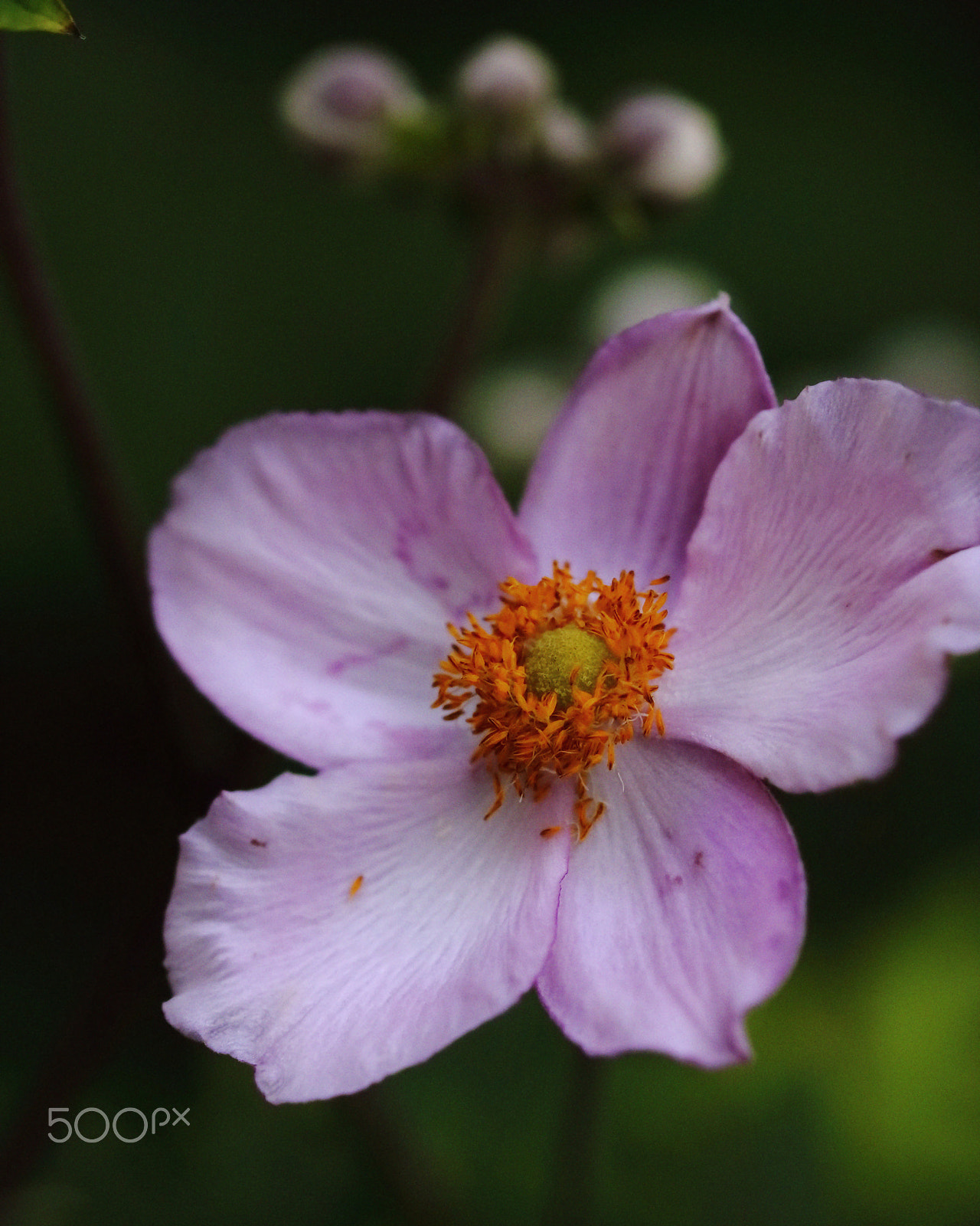Canon EOS 760D (EOS Rebel T6s / EOS 8000D) sample photo. Open too photography