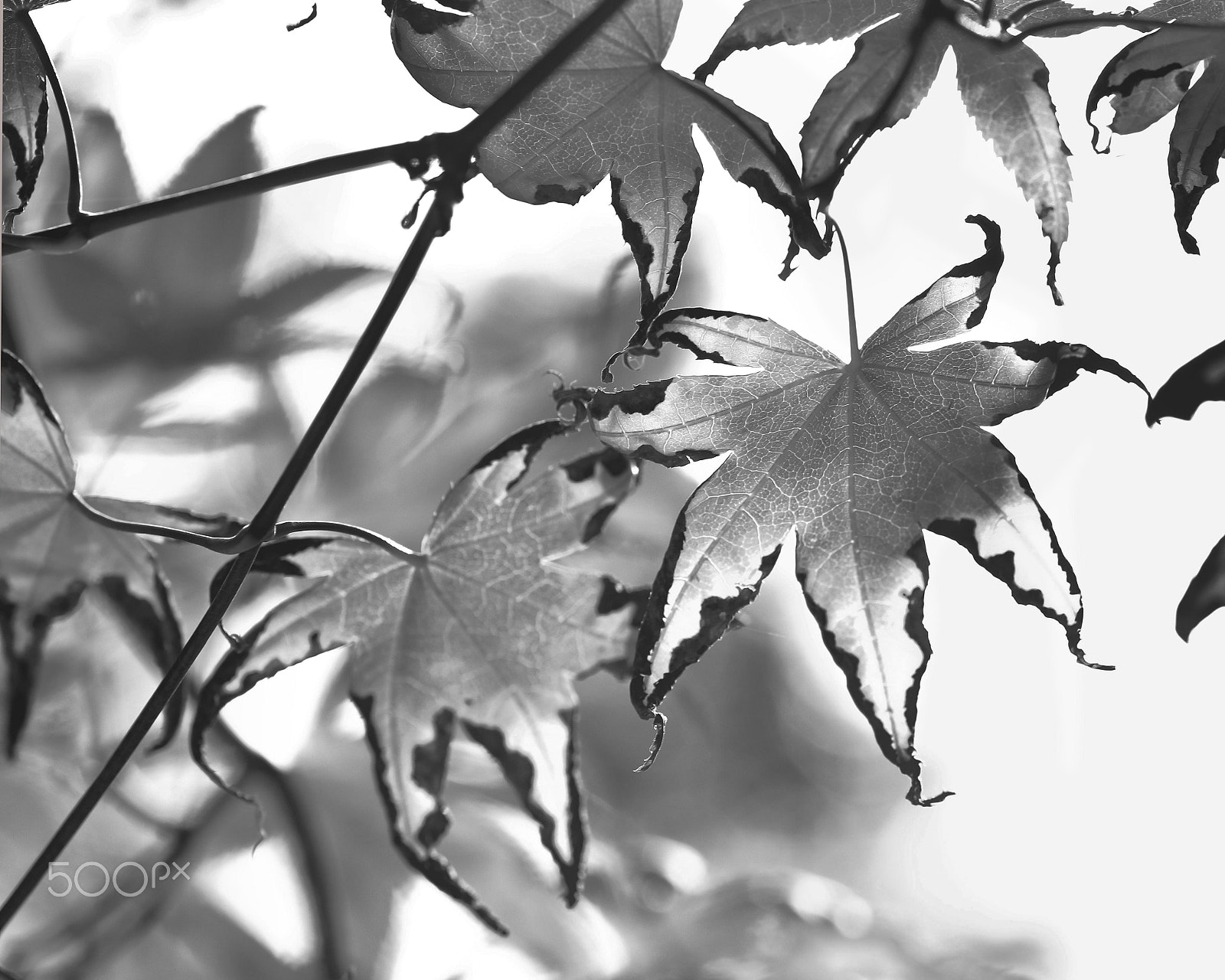 Canon EOS 760D (EOS Rebel T6s / EOS 8000D) sample photo. Japanese maple bw photography