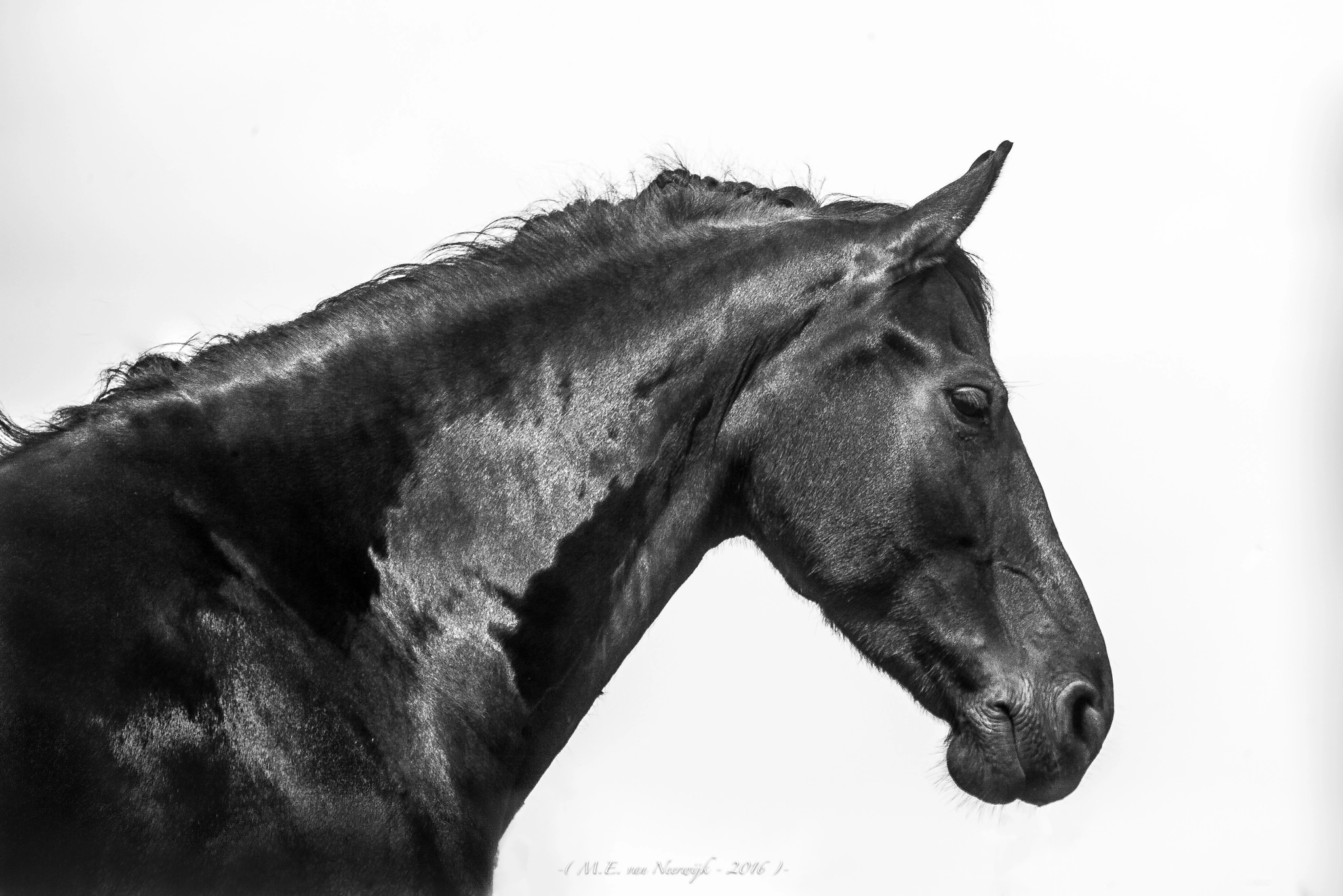 Kodak DCS Pro SLR/n sample photo. Oil painting photography