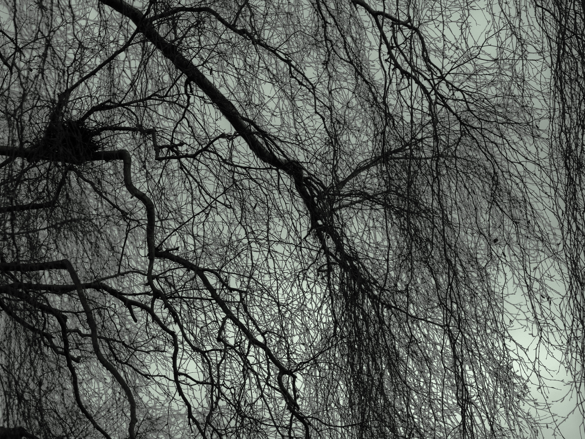 Panasonic Lumix DMC-GM1 sample photo. Spring willow photography