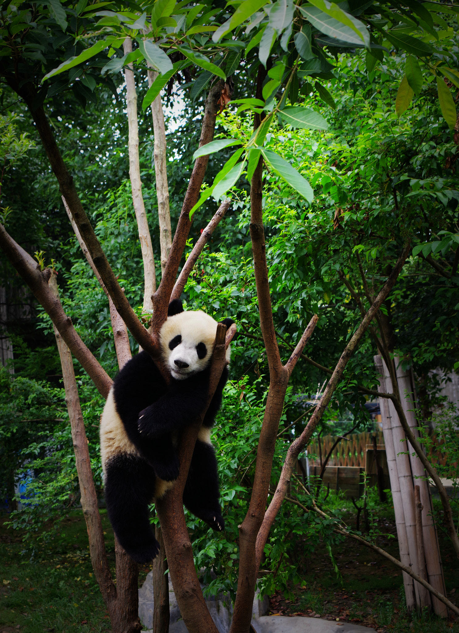 Pentax 645Z sample photo. The panda photography