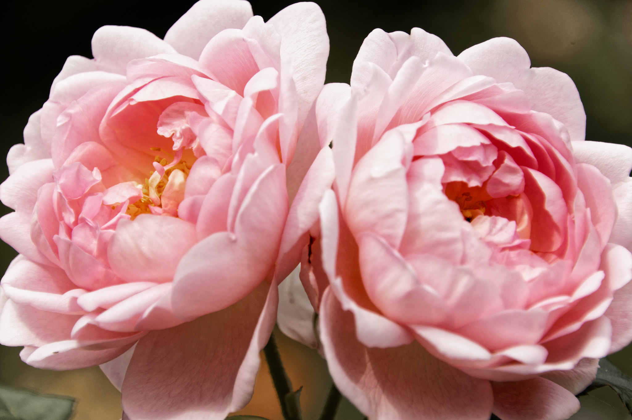 Pentax smc DA 18-270mm F3.5-6.3 ED SDM sample photo. Roses photography