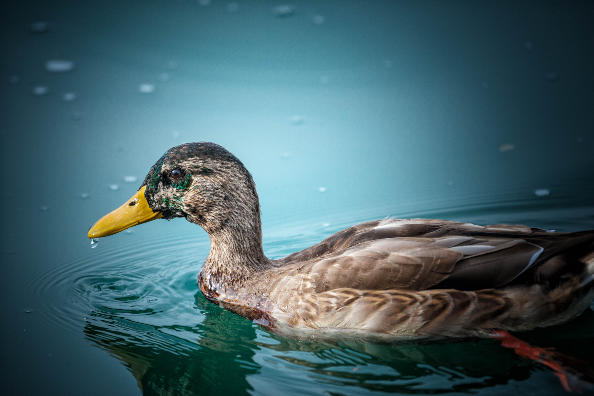 Nikon D3X sample photo. Hometown young duck photography