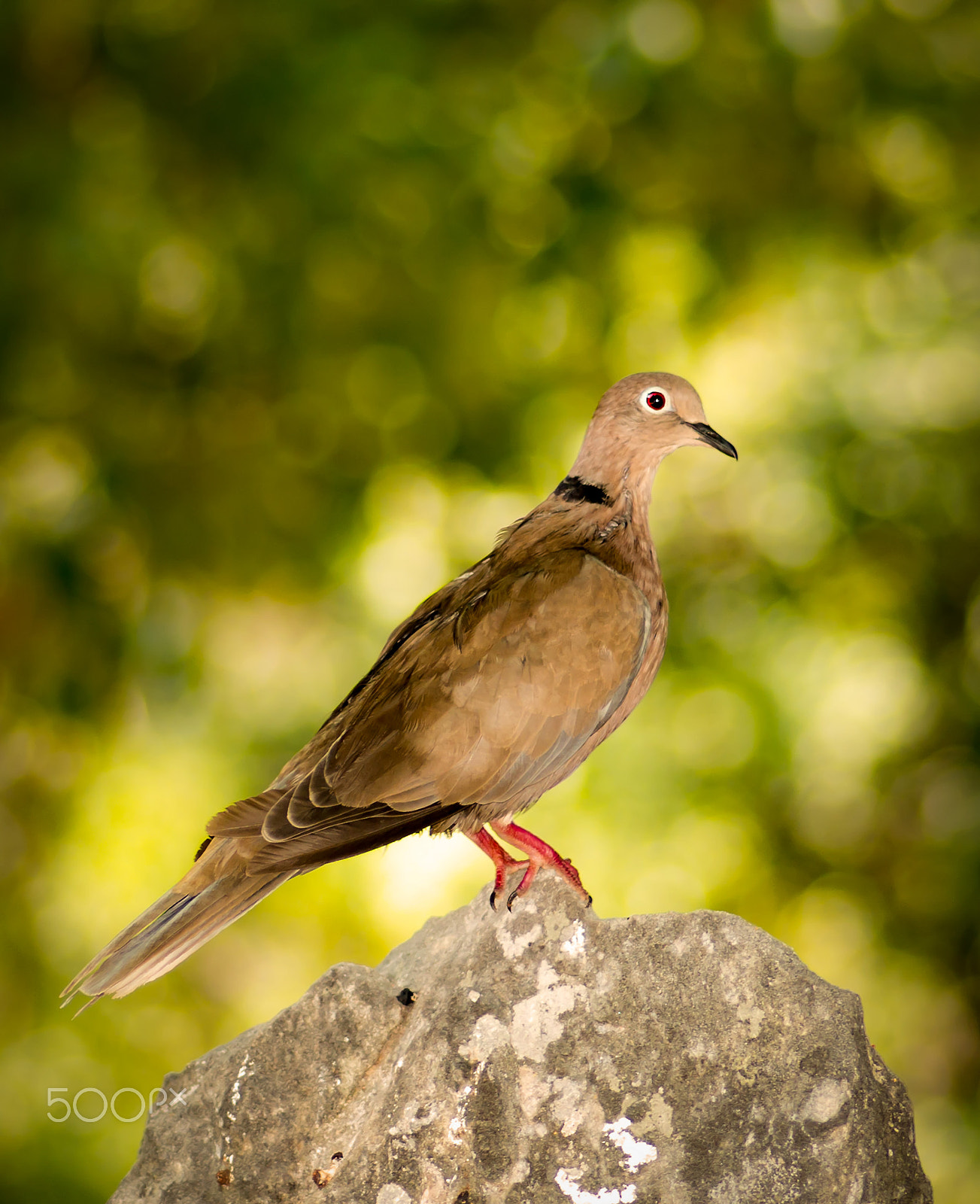 Tokina AT-X Pro 100mm F2.8 Macro sample photo. Pigeon profile photography
