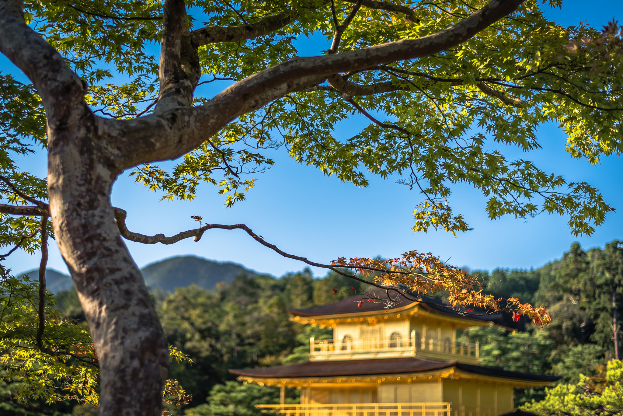 In the Shade of the Golden Shrine