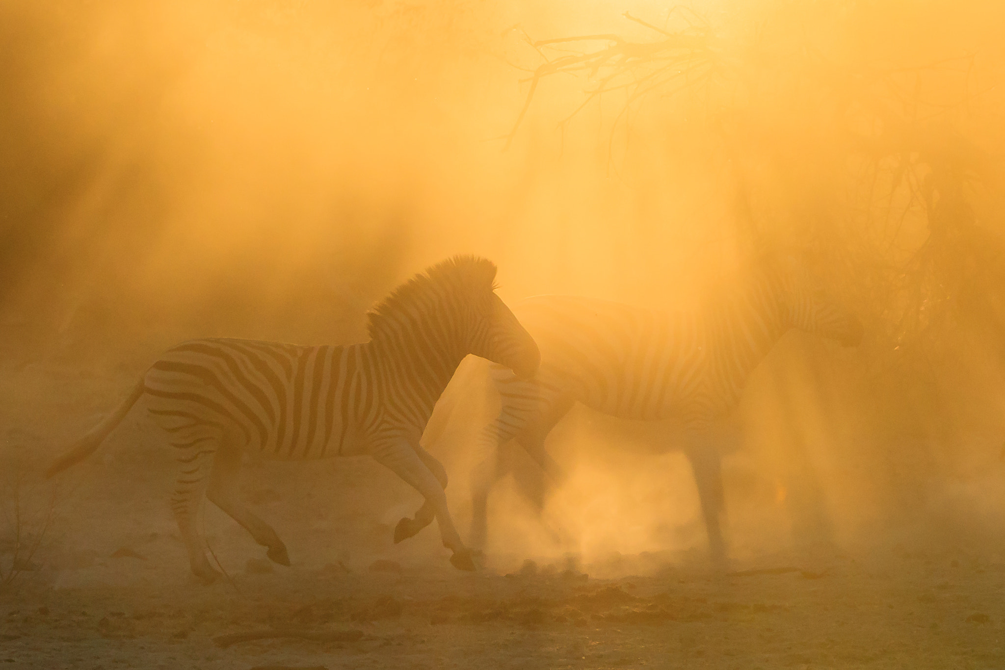 150-600mm F5-6.3 DG OS HSM | Contemporary 015 sample photo. Ghost zebras photography