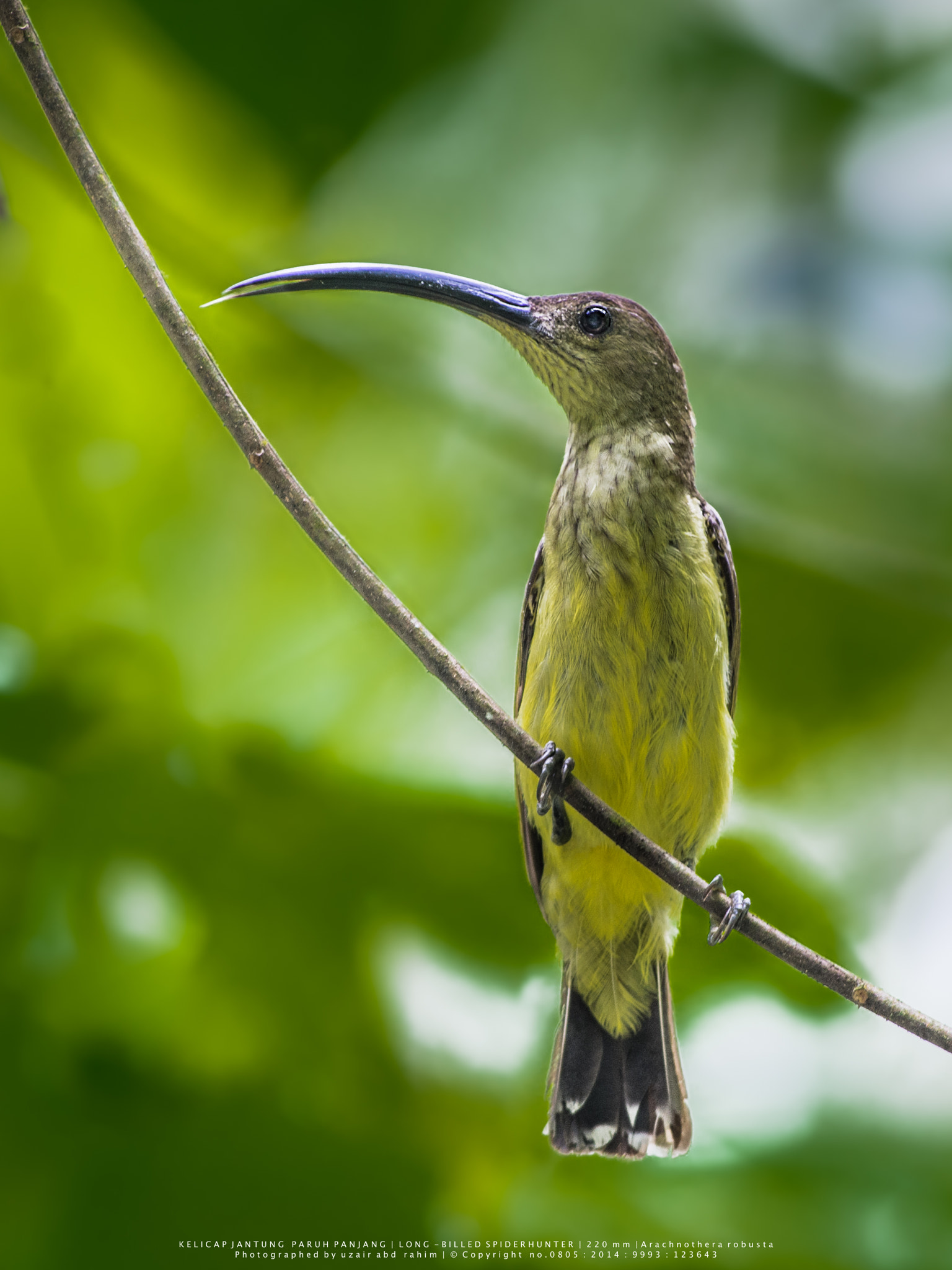 Nikon AF-S Nikkor 300mm F2.8G ED VR II sample photo. Long-billed spiderhunter photography