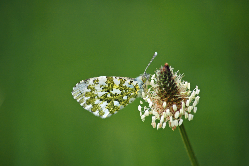Nikon D50 sample photo