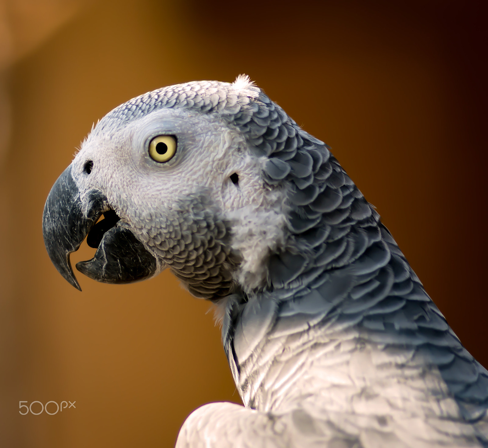 Tokina AT-X Pro 100mm F2.8 Macro sample photo. Parrot profile photography