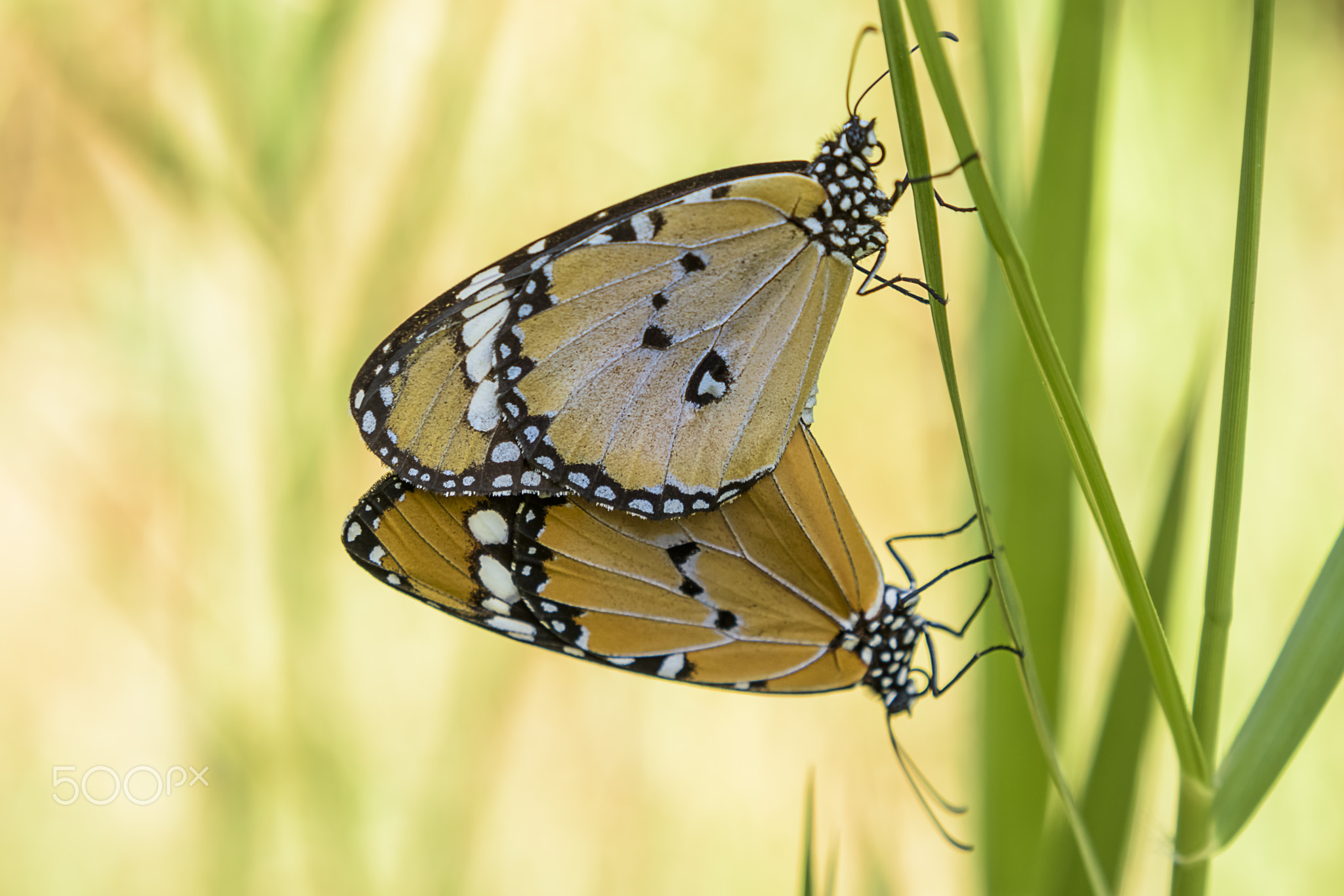 Butterflies Family +1