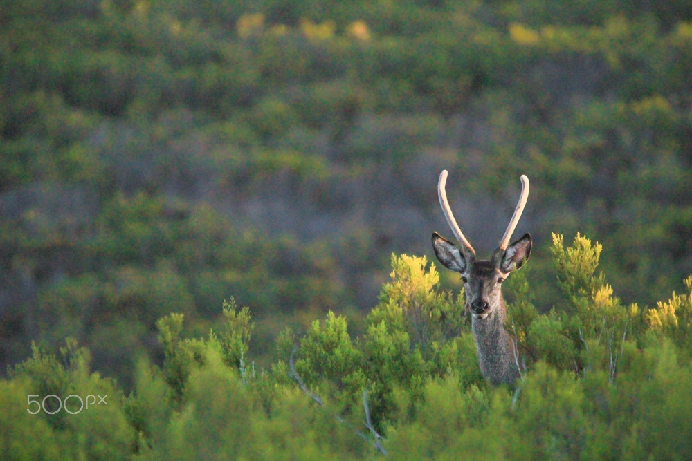 Sigma 150-500mm F5-6.3 DG OS HSM sample photo. Dear photography