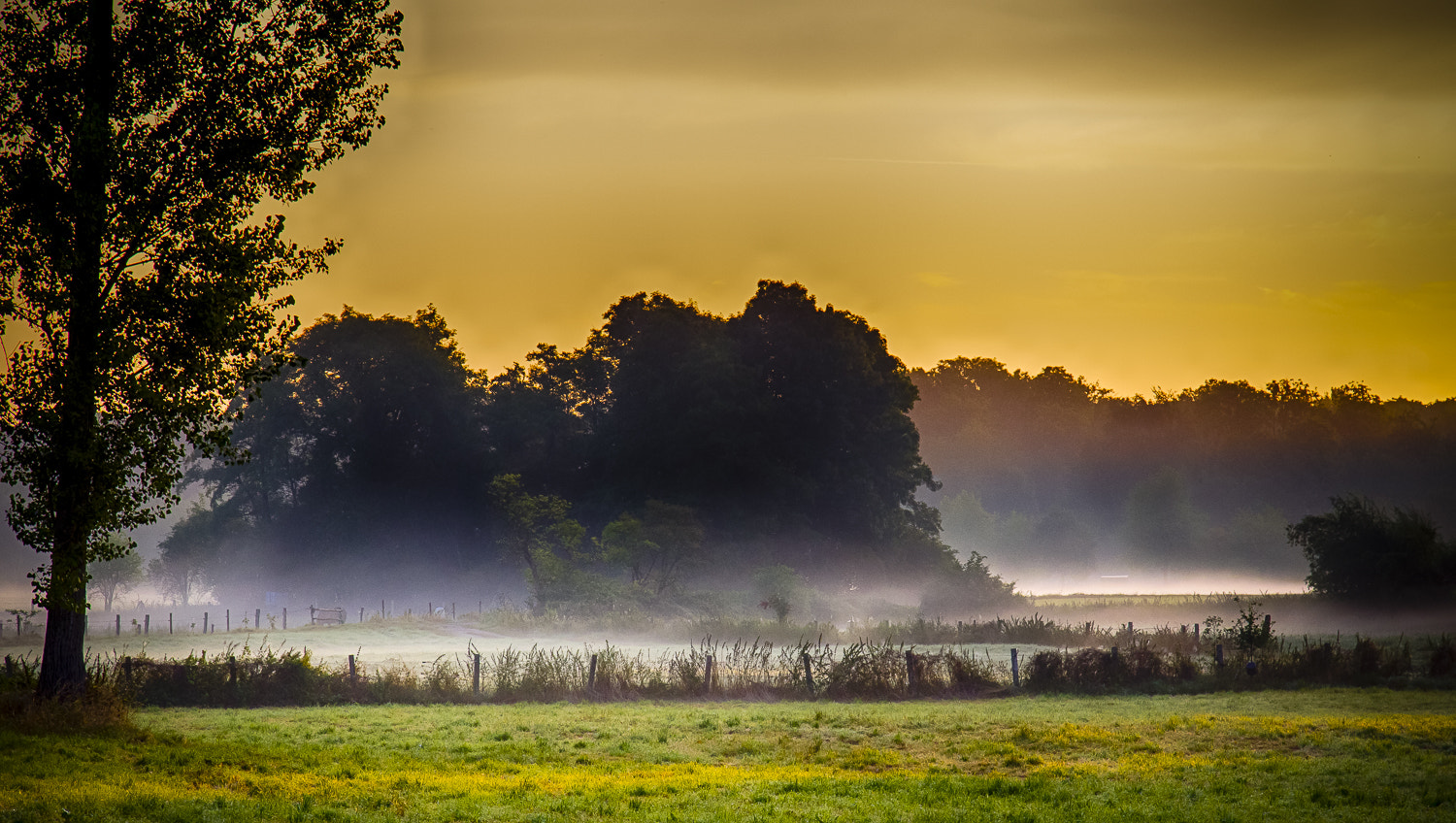 Canon EOS-1D Mark IV sample photo. Niesraue im nebel photography