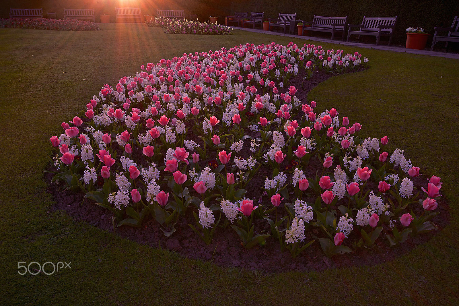Sigma AF 10-20mm F4-5.6 EX DC sample photo. Roses photography