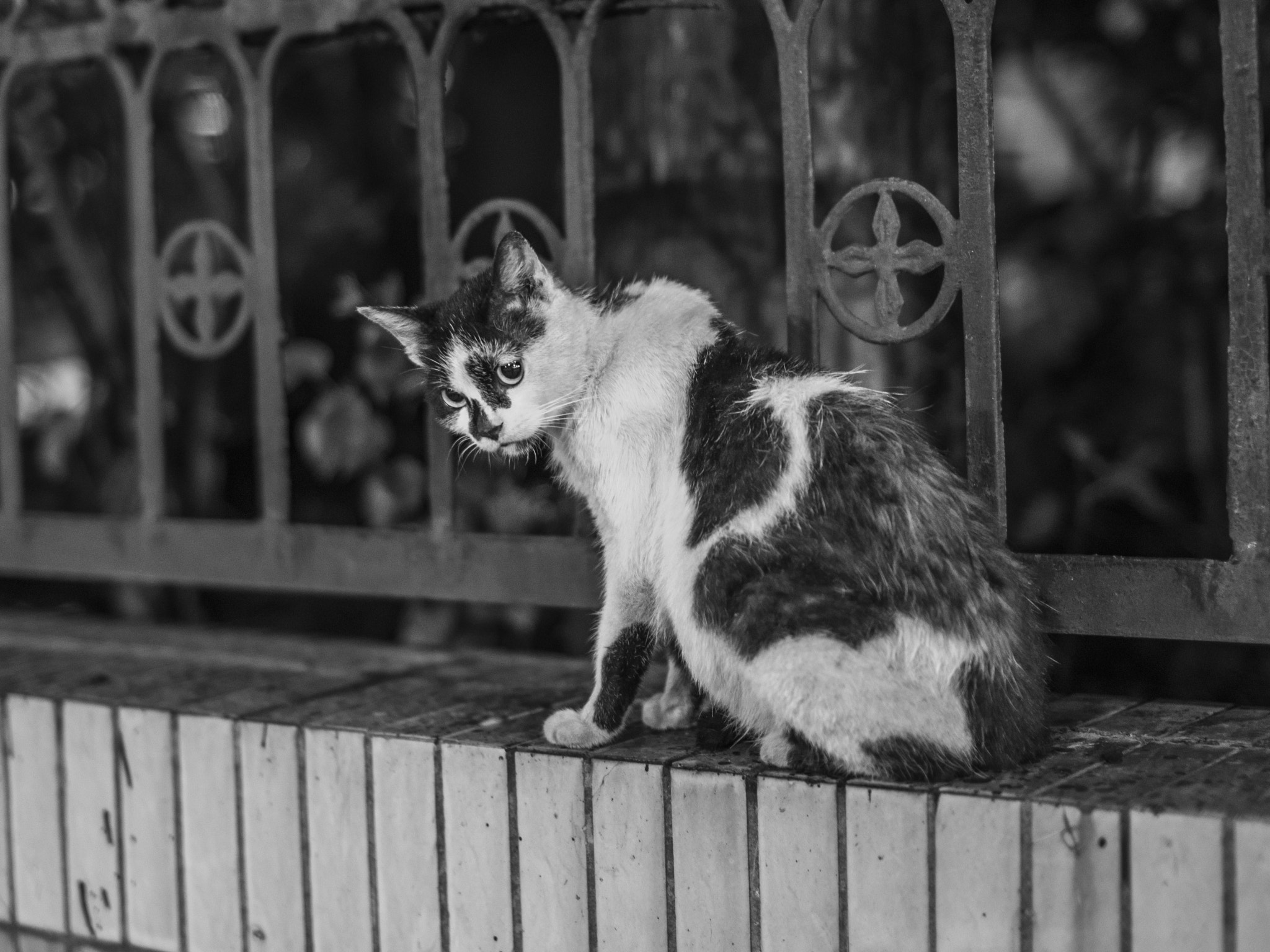 Nikon D610 + Sigma 50mm F1.4 EX DG HSM sample photo. Cat photography