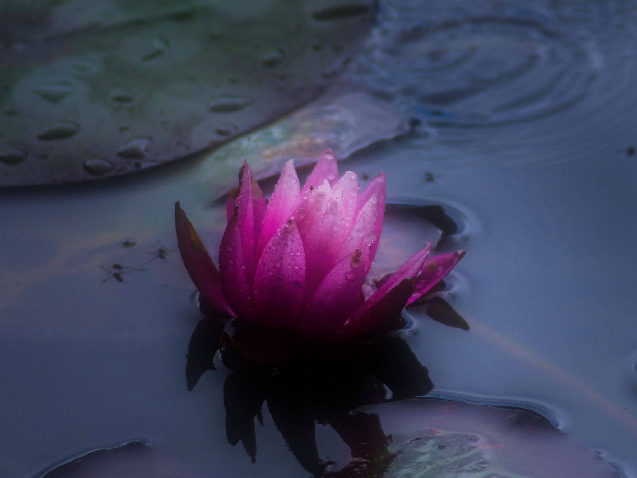 Canon EOS 60D + Tamron AF 70-300mm F4-5.6 Di LD Macro sample photo. Water lily photography