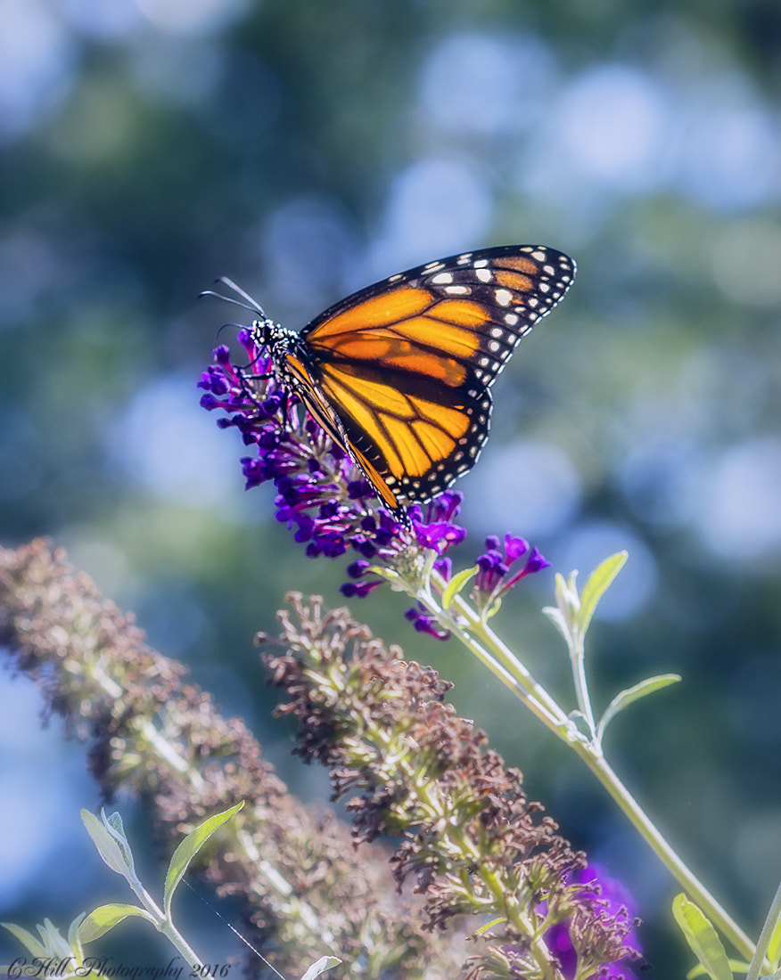 Canon EF 100mm F2.8 Macro USM sample photo. Butterfly photography
