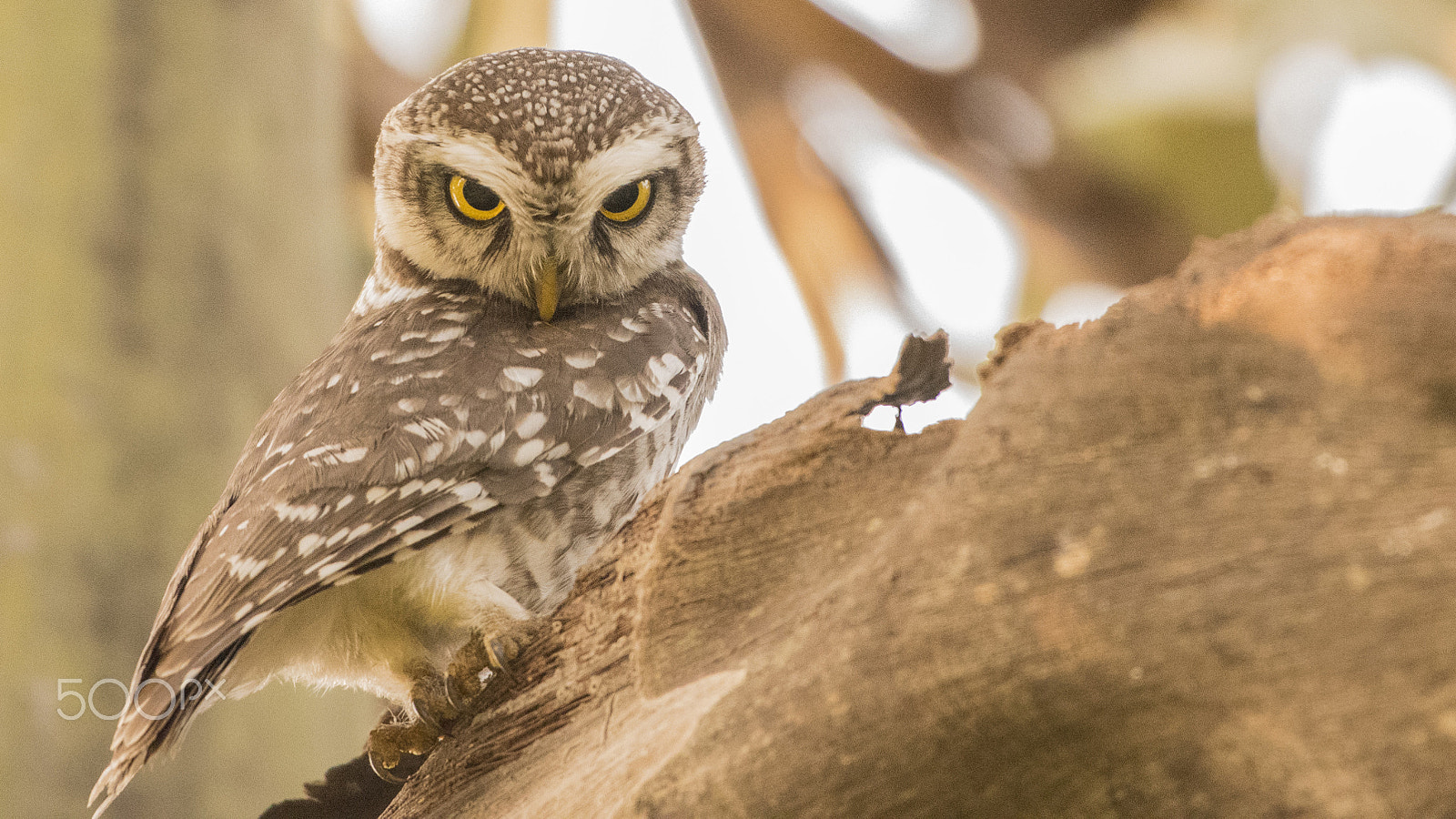 Nikon AF-S Nikkor 200-500mm F5.6E ED VR sample photo. Ps photography